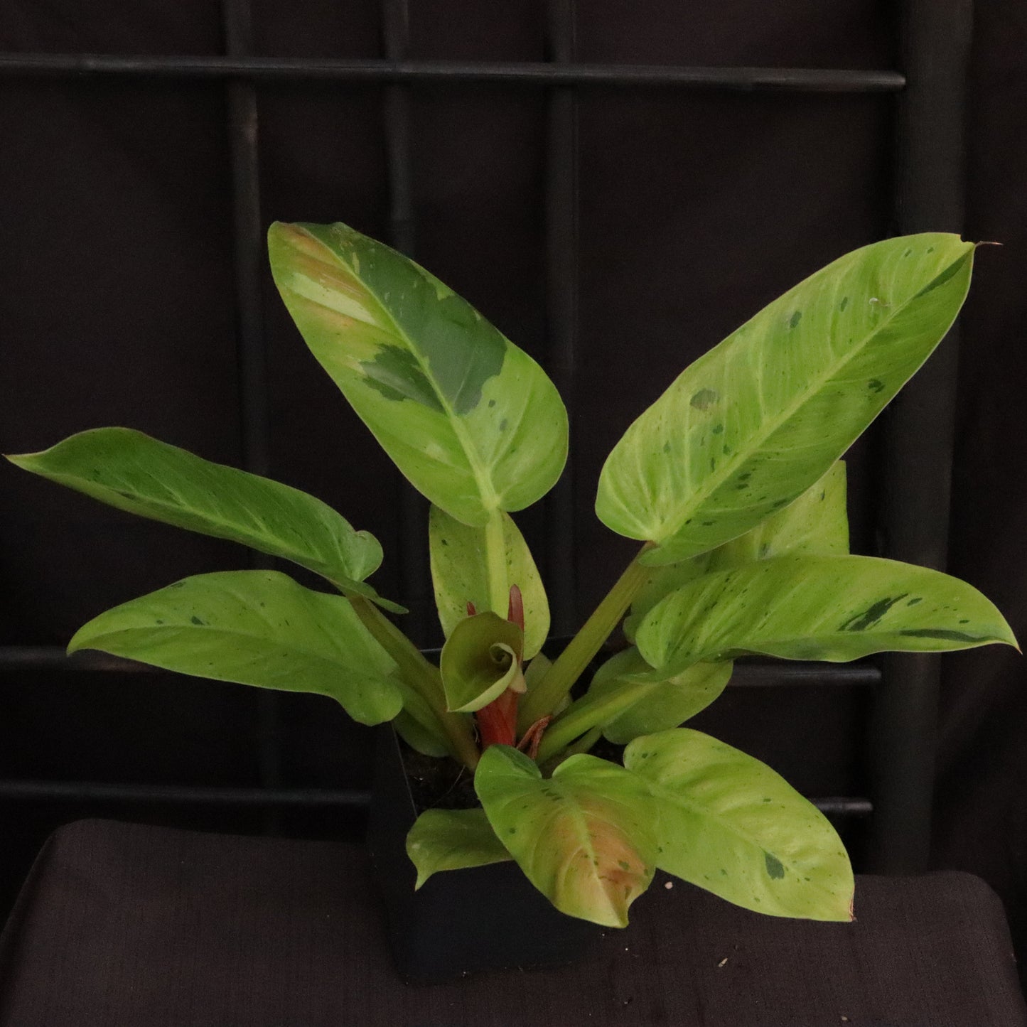 Variegated Philodendron Ruaysap/Rui Sub Marble
