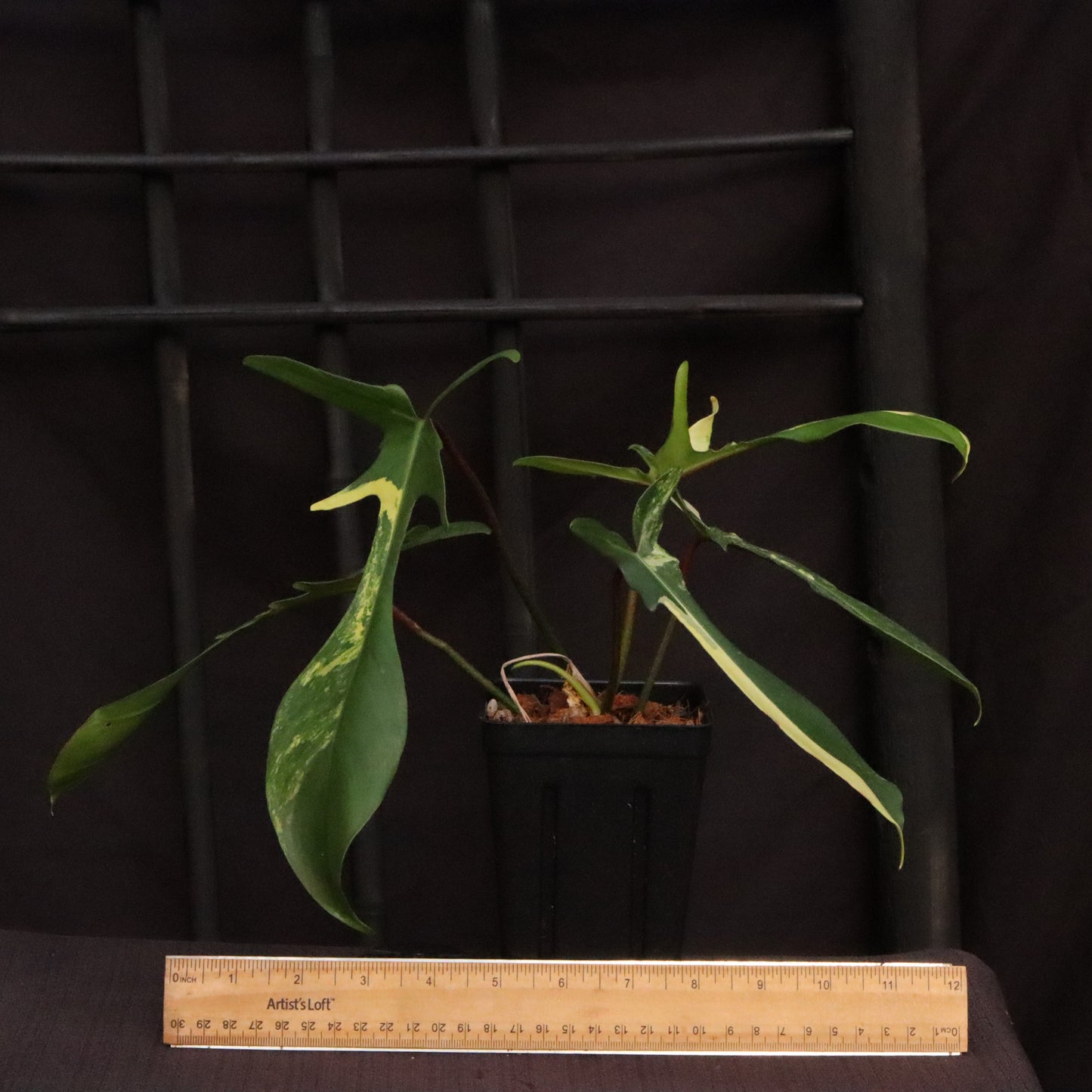 Philodendron Florida Beauty