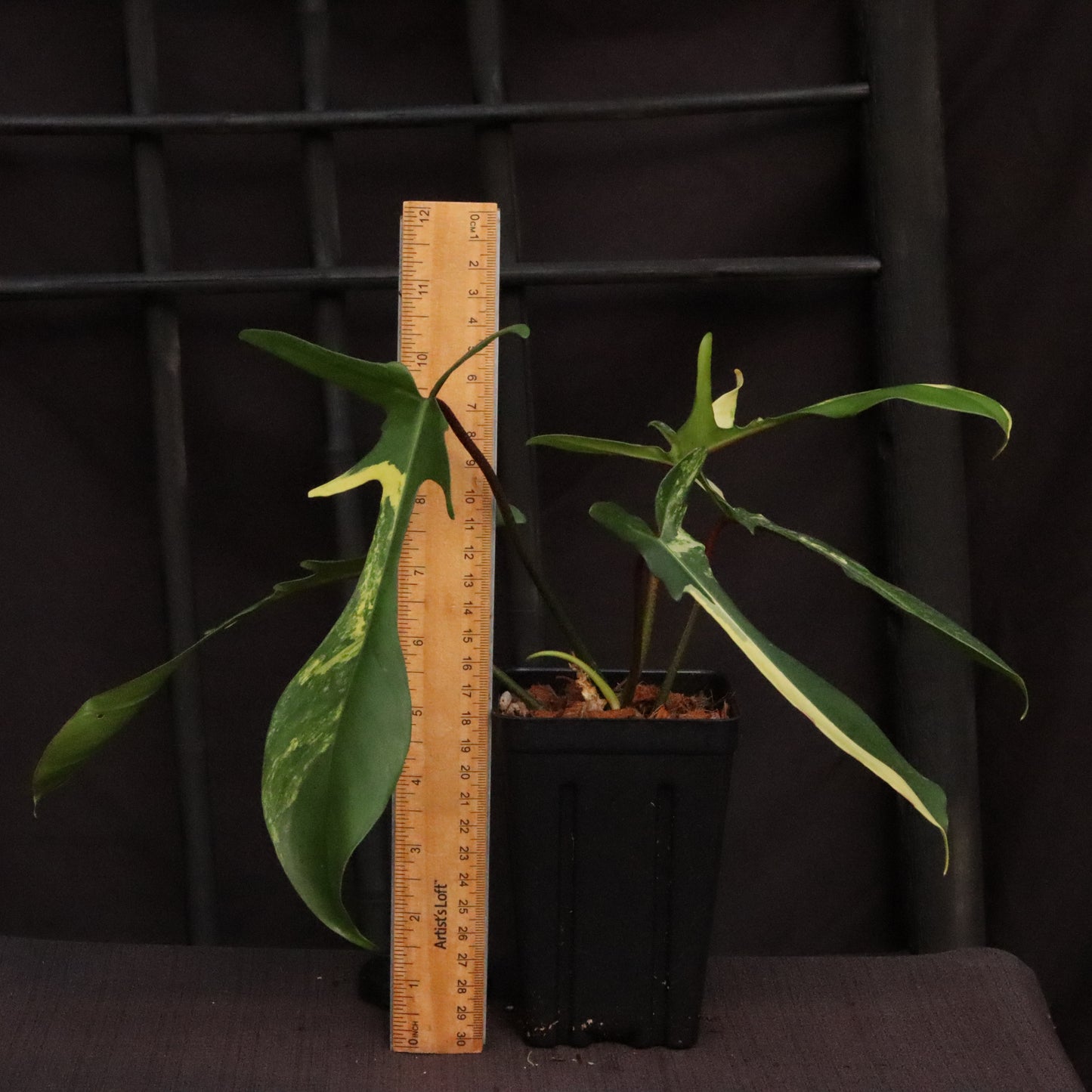 Philodendron Florida Beauty