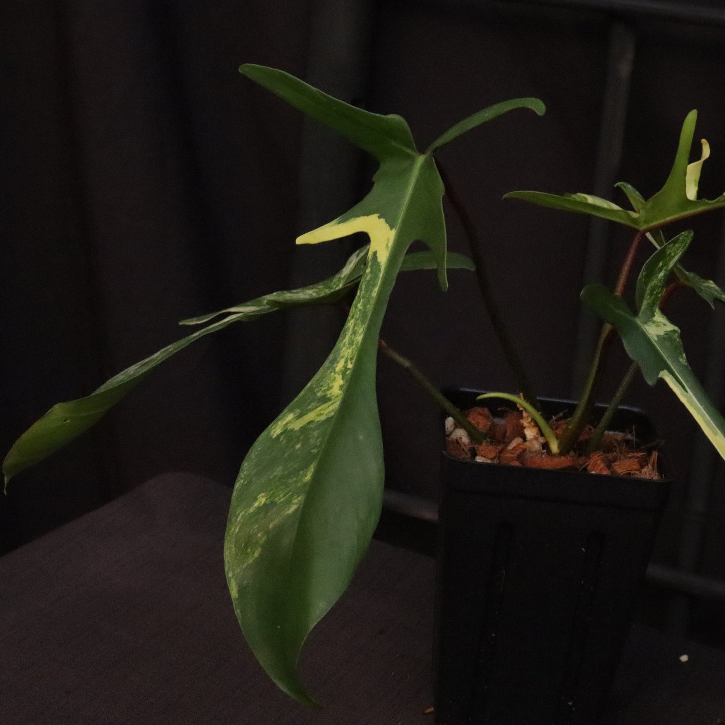 Philodendron Florida Beauty