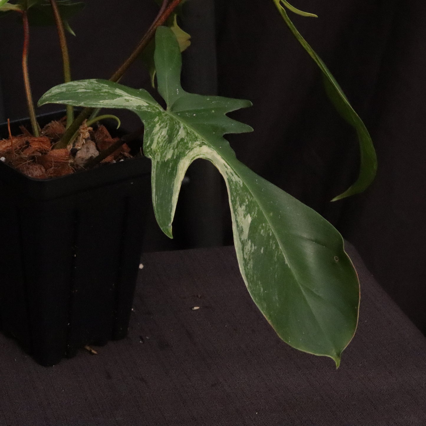 Philodendron Florida Beauty