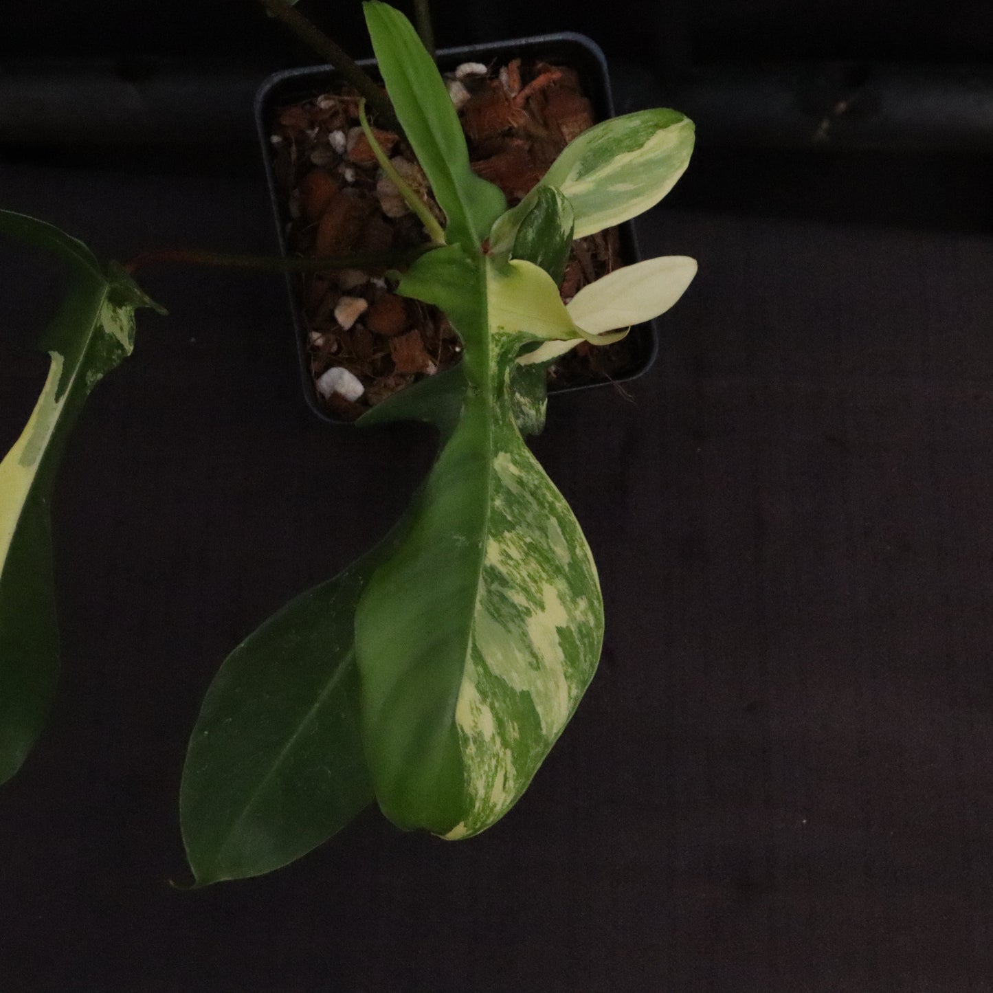 Philodendron Florida Beauty