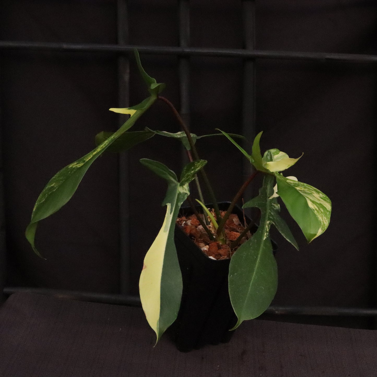 Philodendron Florida Beauty