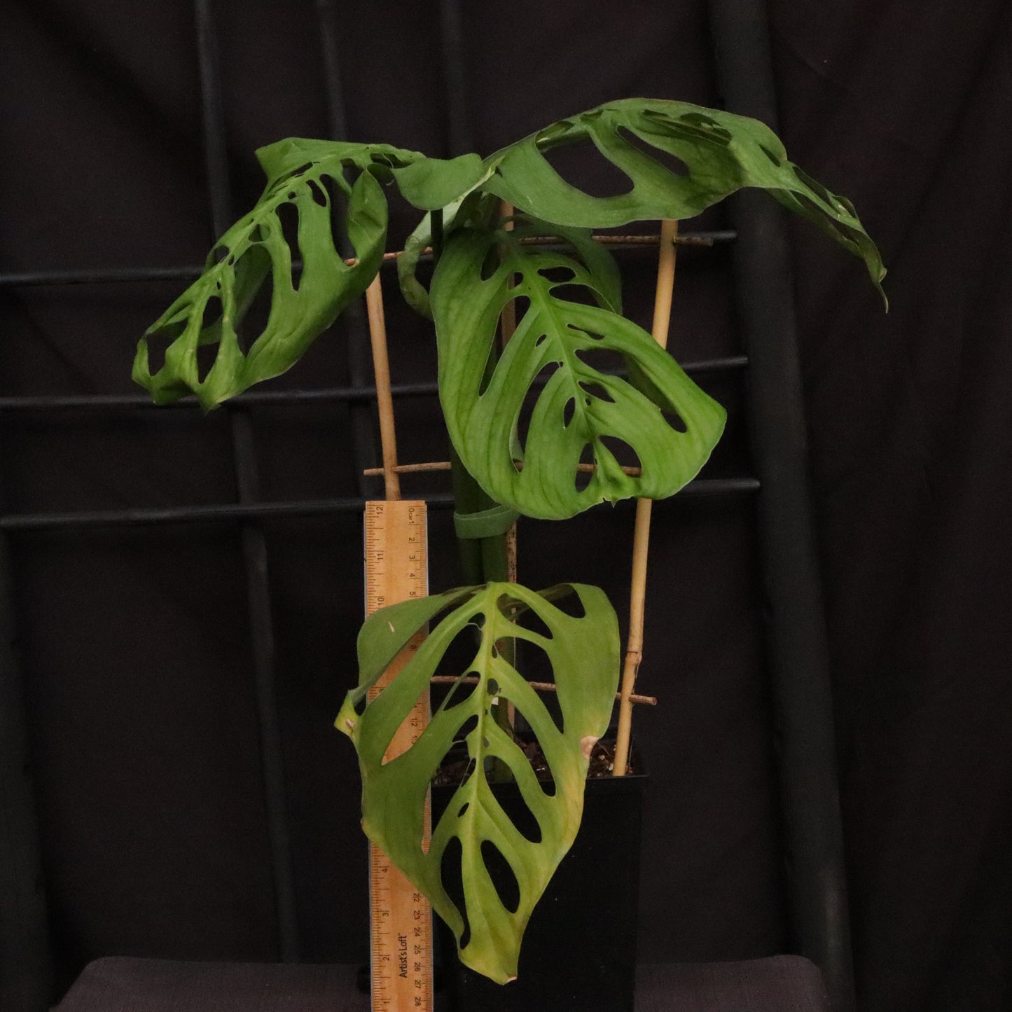 Monstera Esqueleto