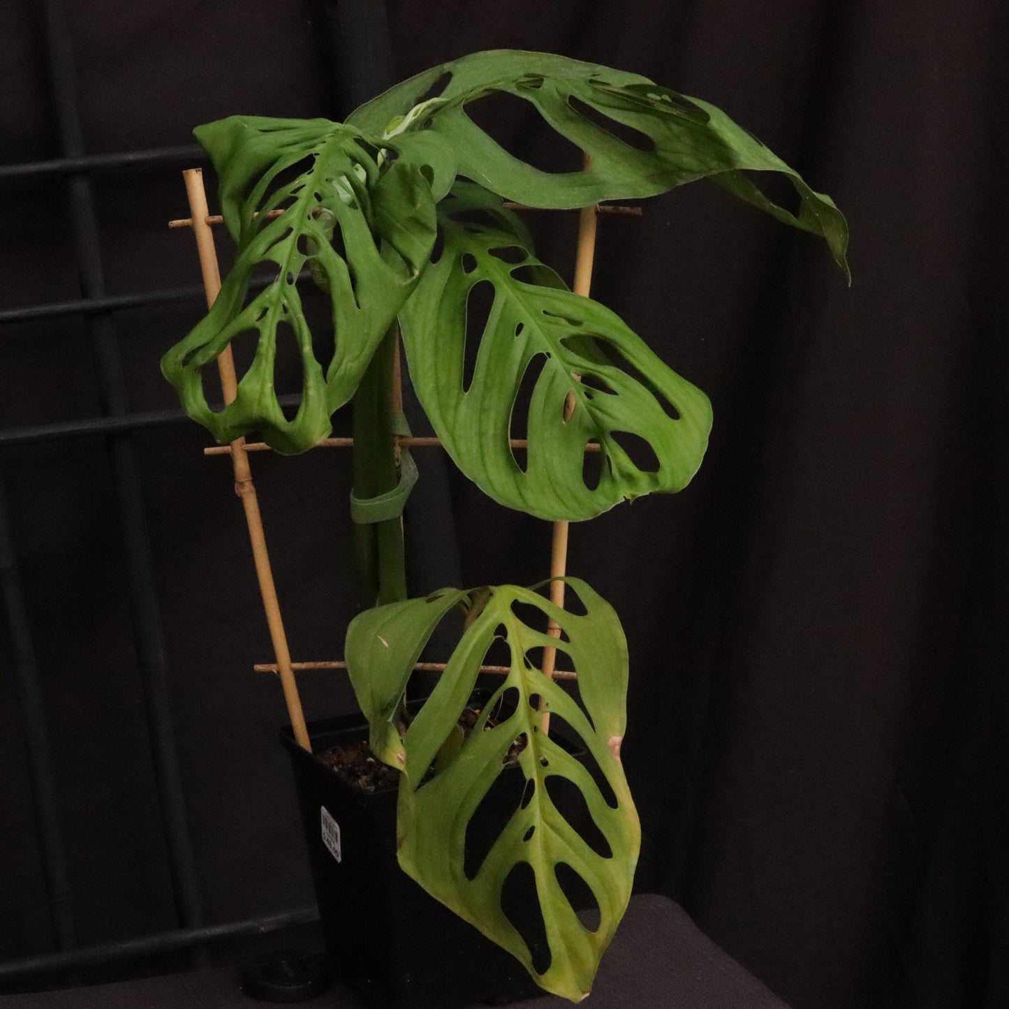 Monstera Esqueleto