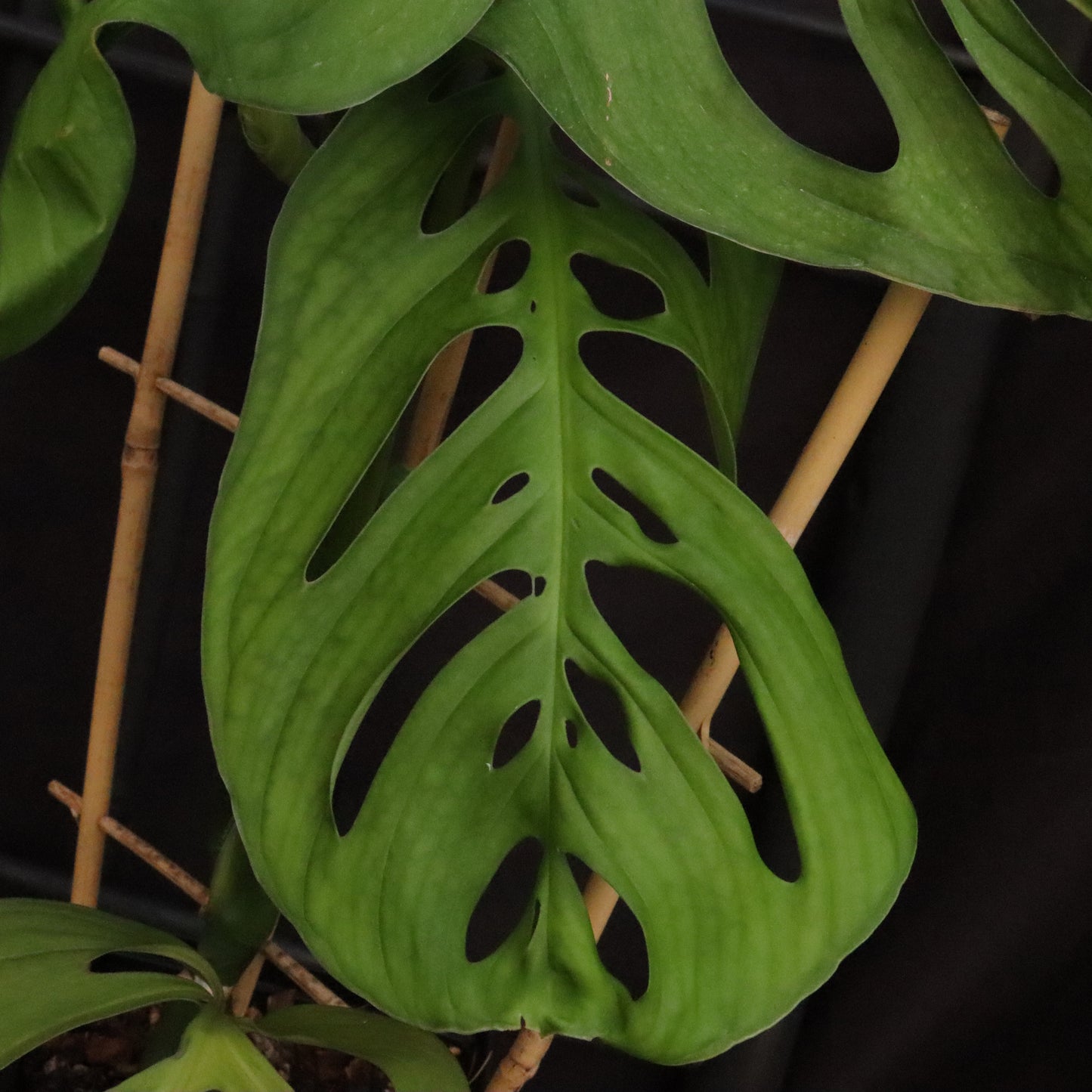 Monstera Esqueleto