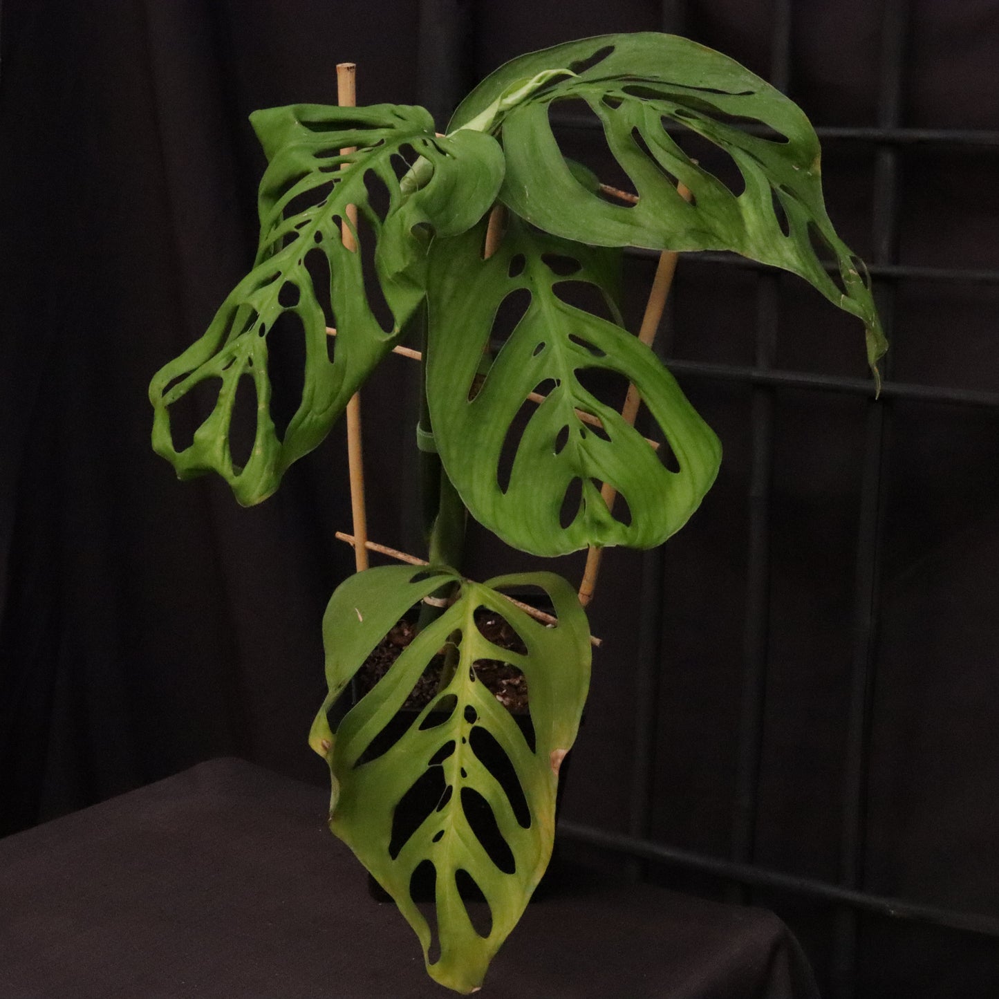 Monstera Esqueleto