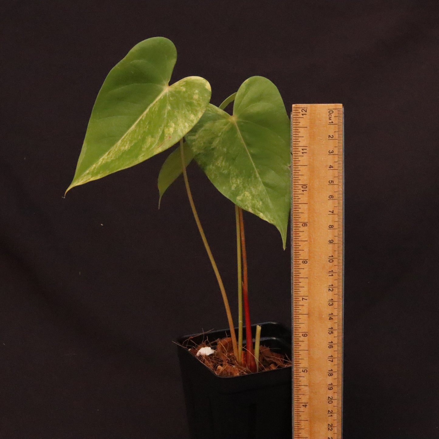 Variegated Anthurium Andreanum Hybrid