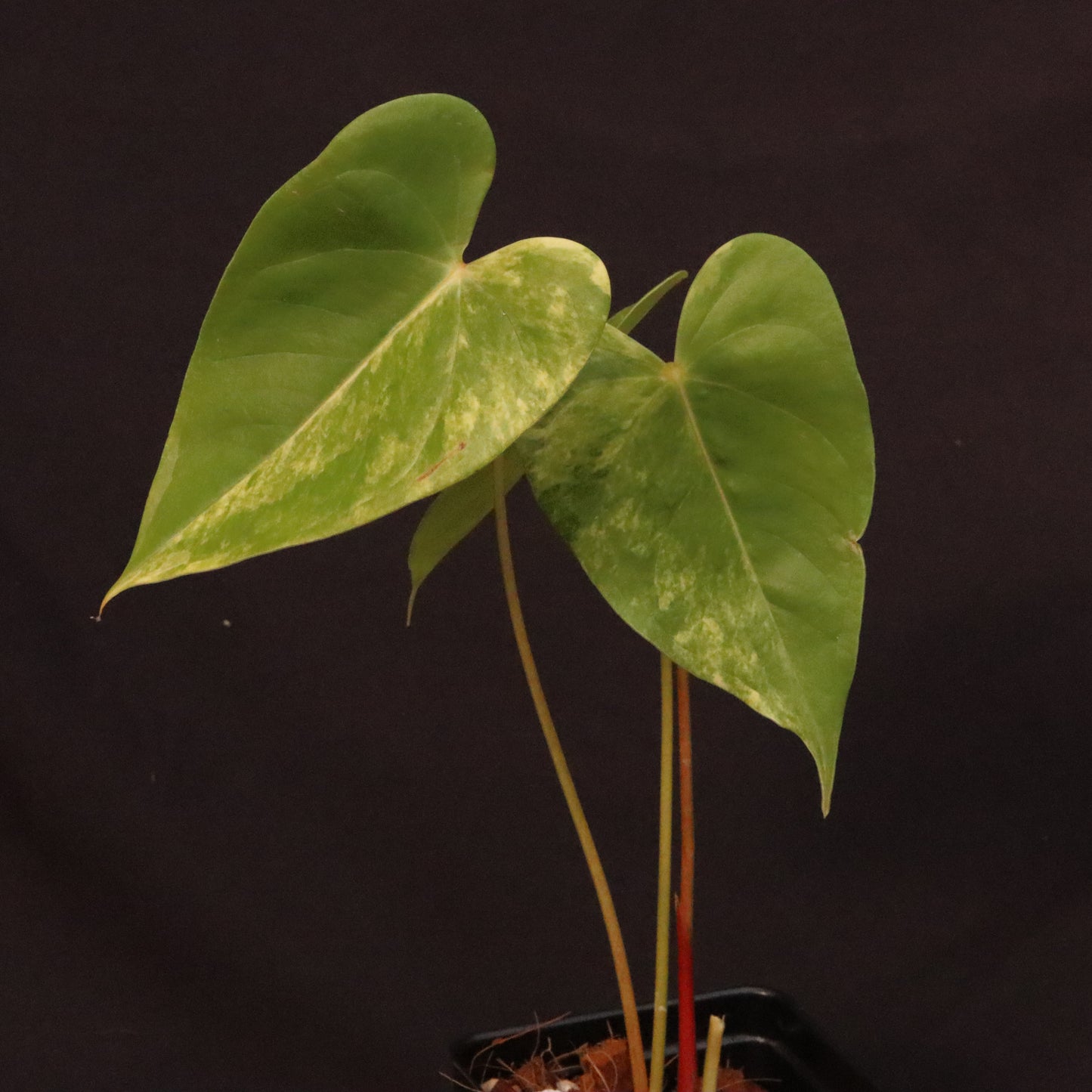 Variegated Anthurium Andreanum Hybrid