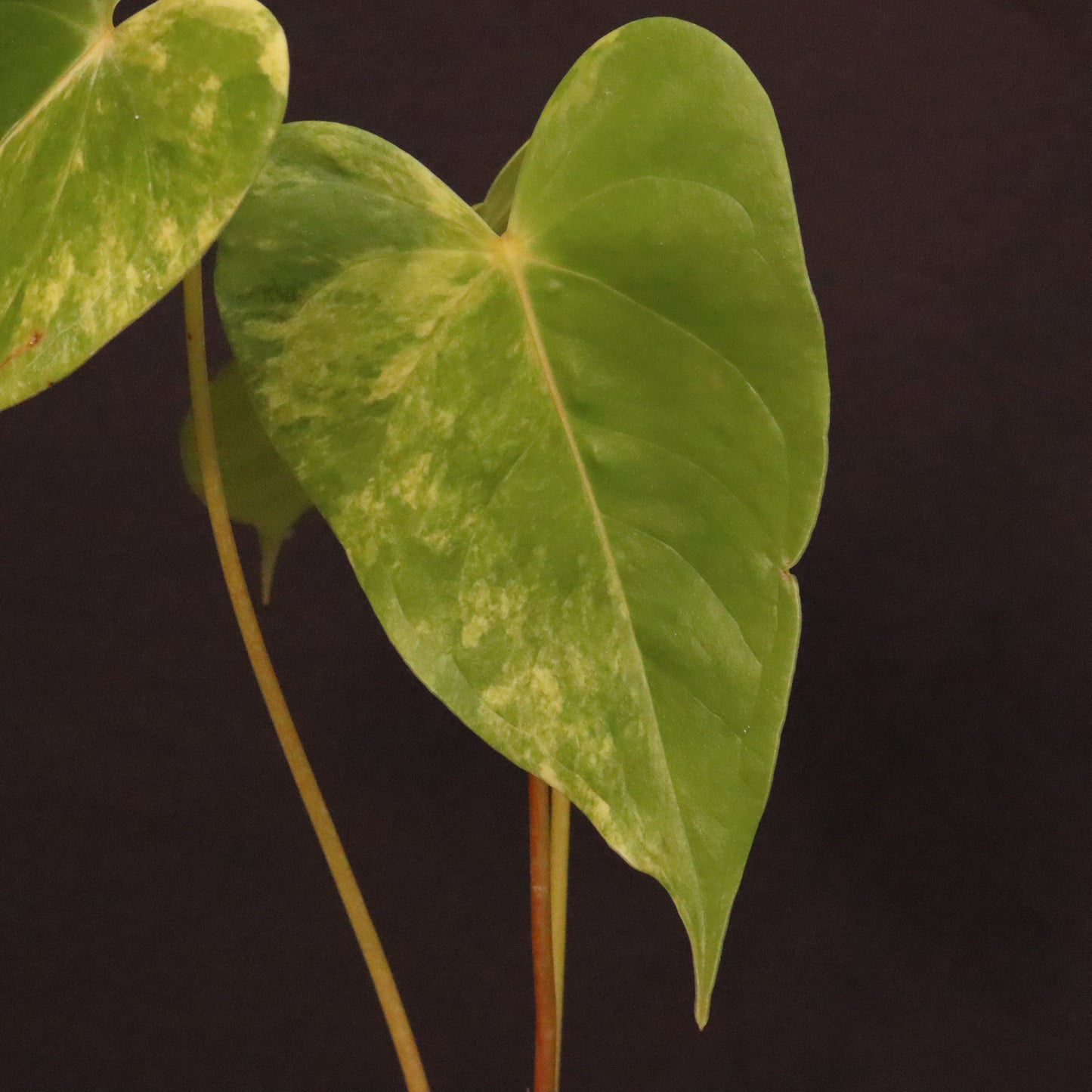 Variegated Anthurium Andreanum Hybrid