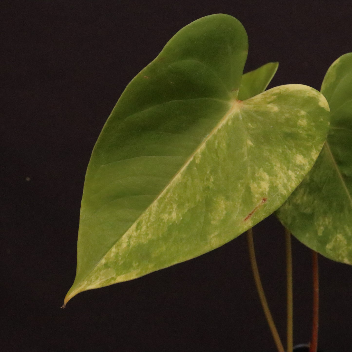 Variegated Anthurium Andreanum Hybrid
