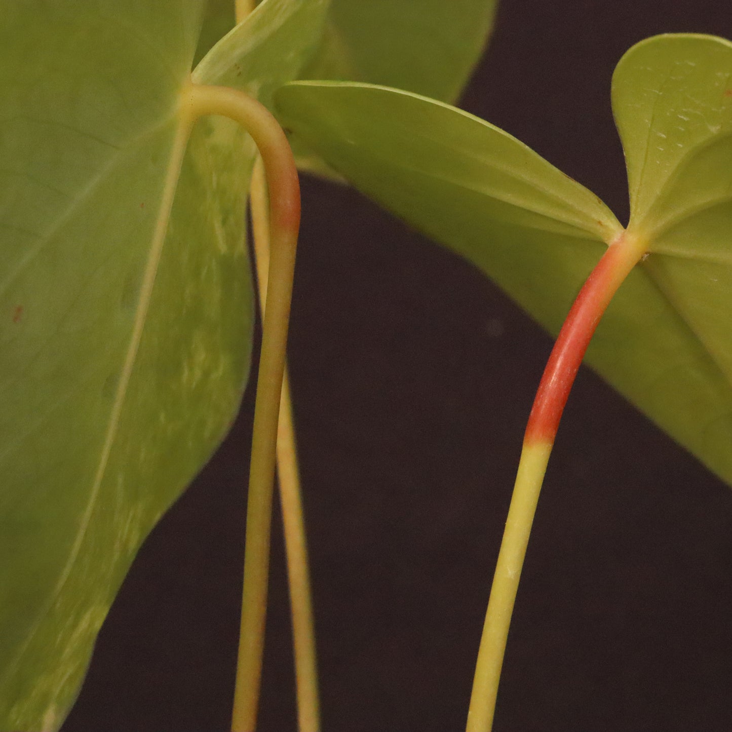Variegated Anthurium Andreanum Hybrid