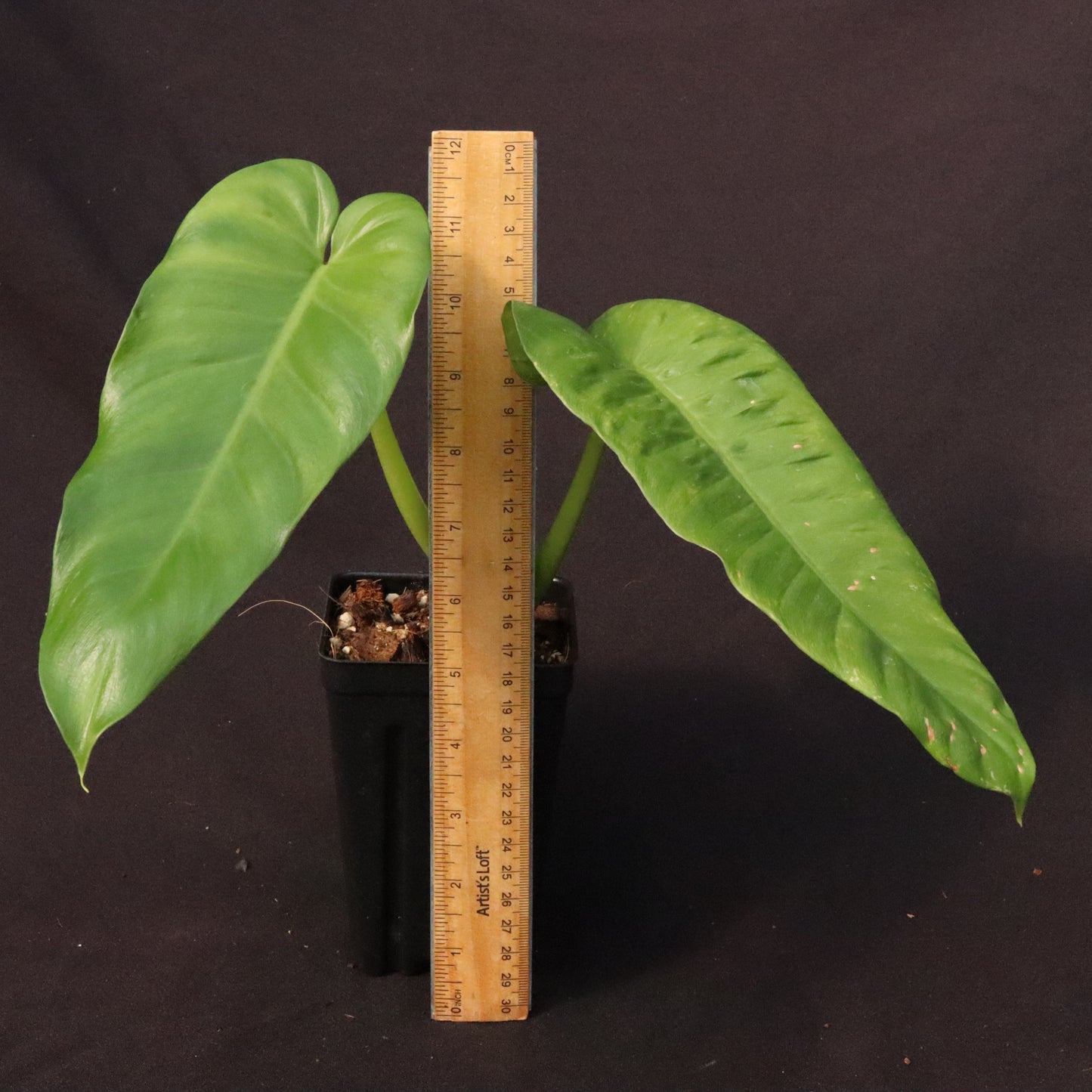 Philodendron Deflexum