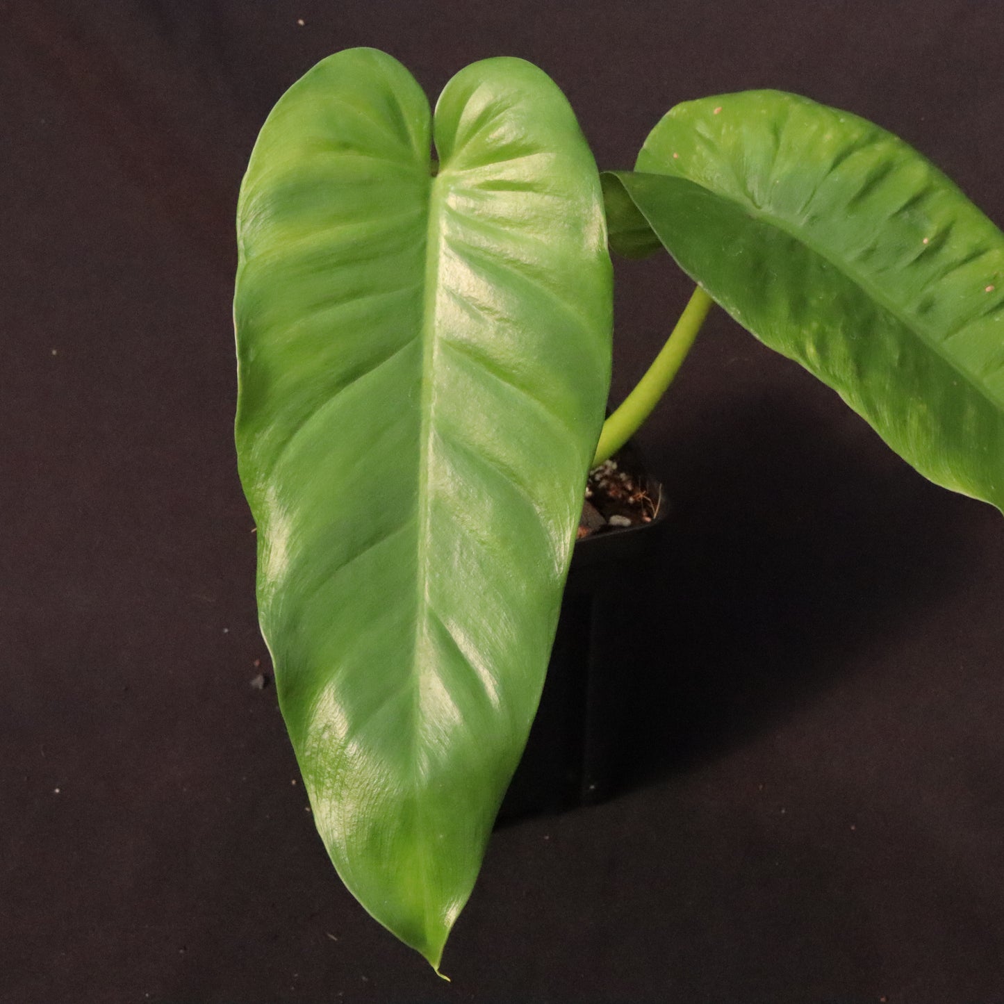 Philodendron Deflexum