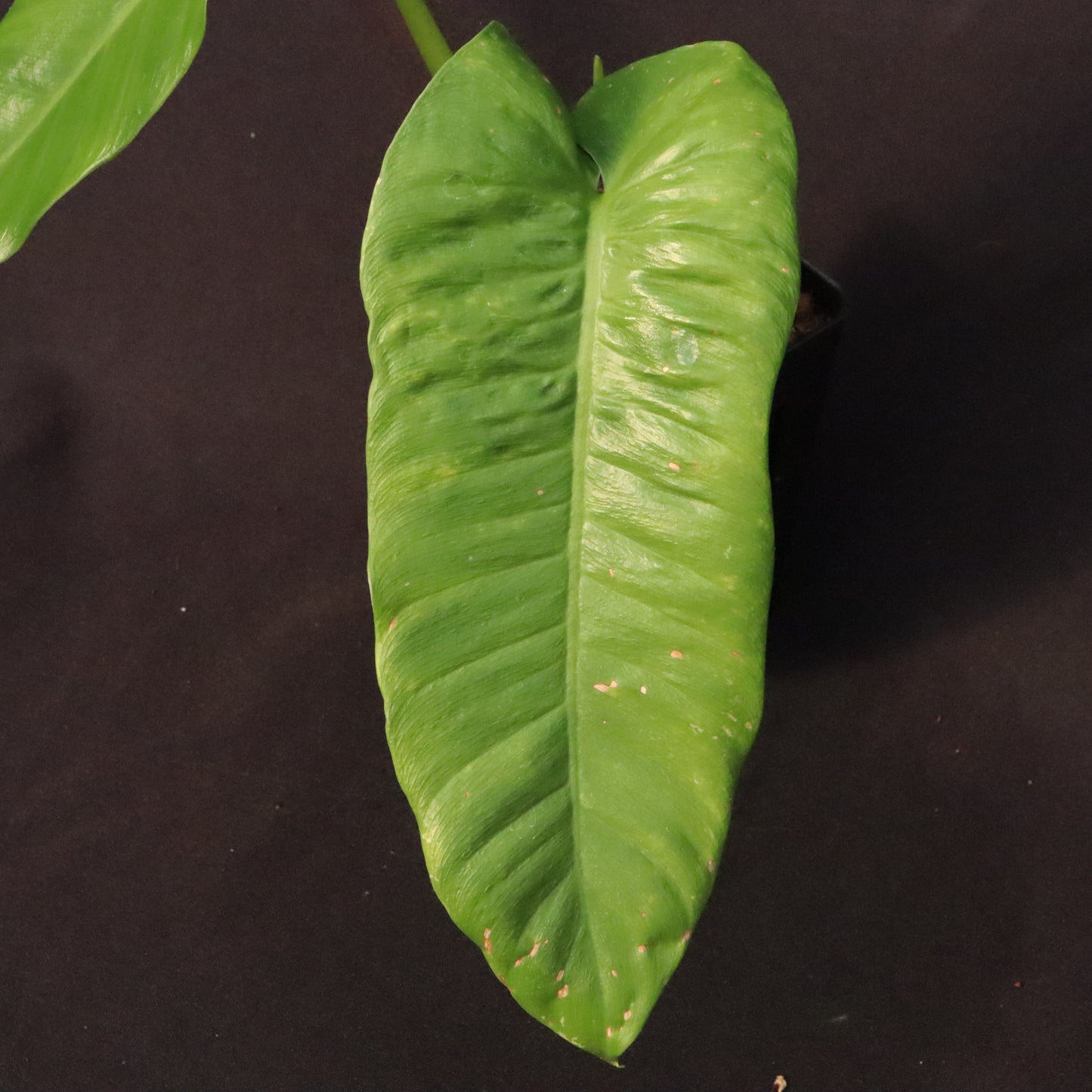 Philodendron Deflexum