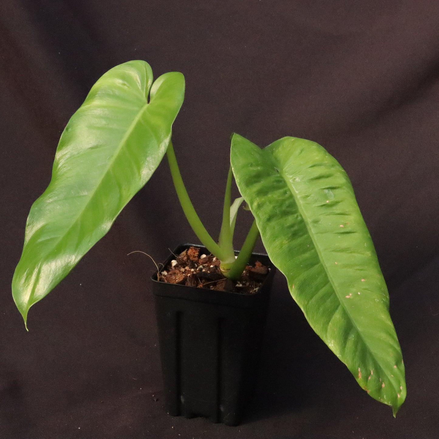 Philodendron Deflexum