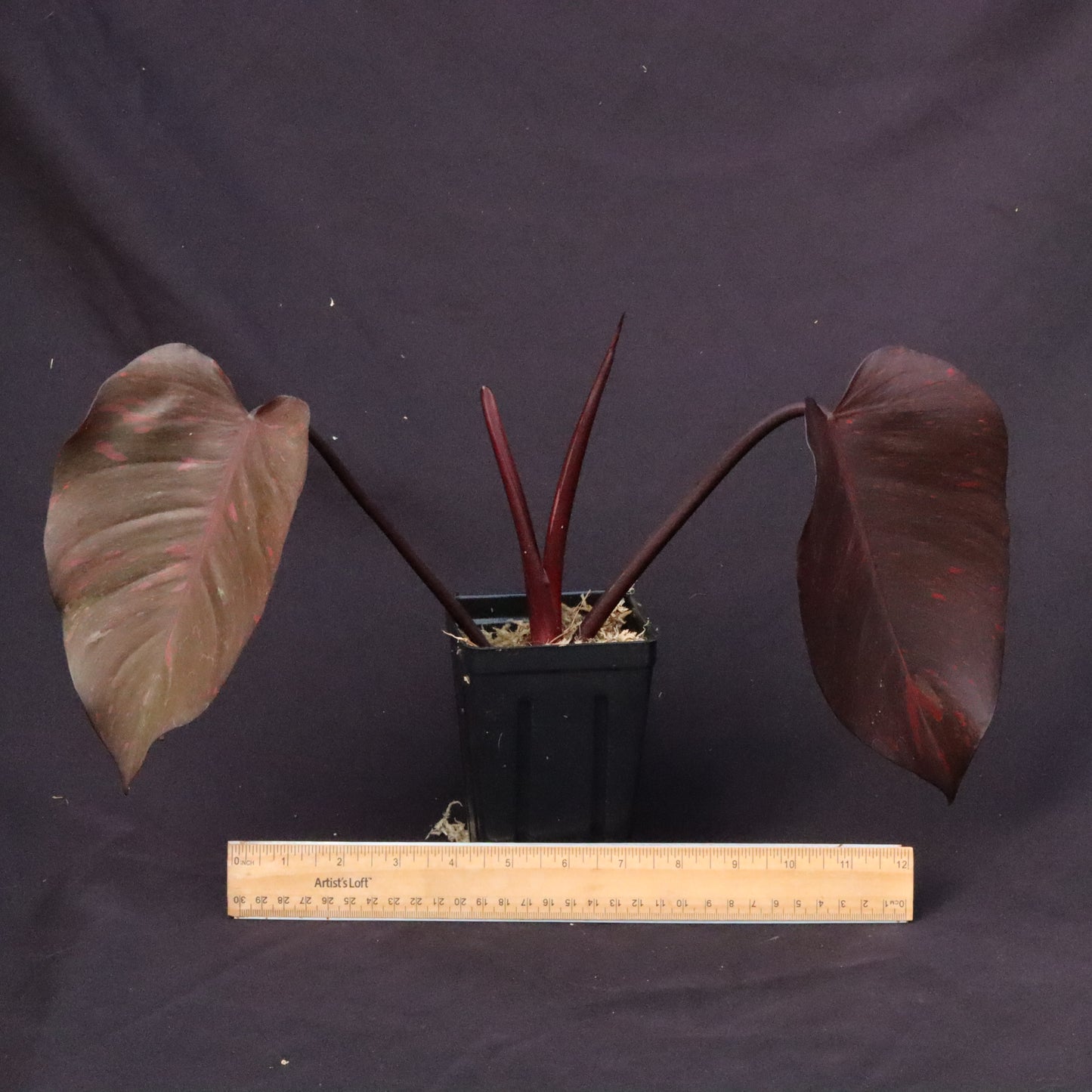 Variegated Philodendron Orange Princess