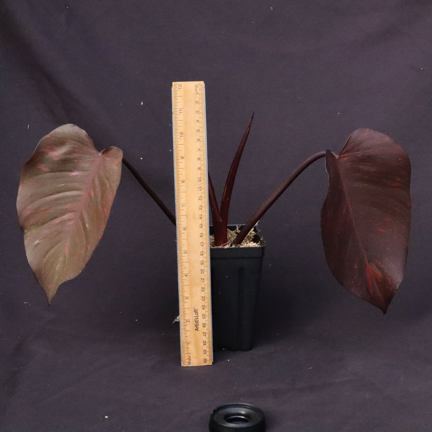 Variegated Philodendron Orange Princess