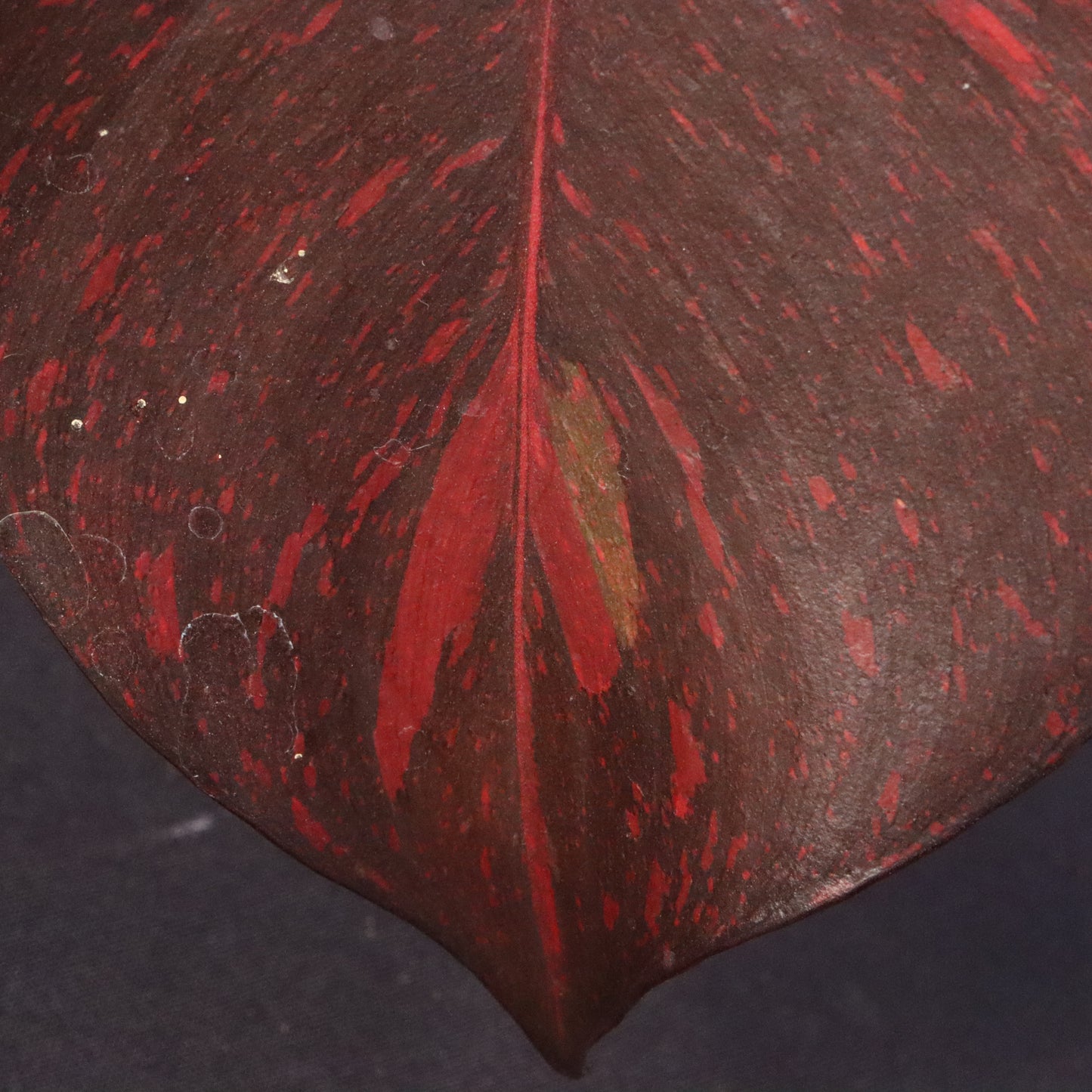 Variegated Philodendron Orange Princess