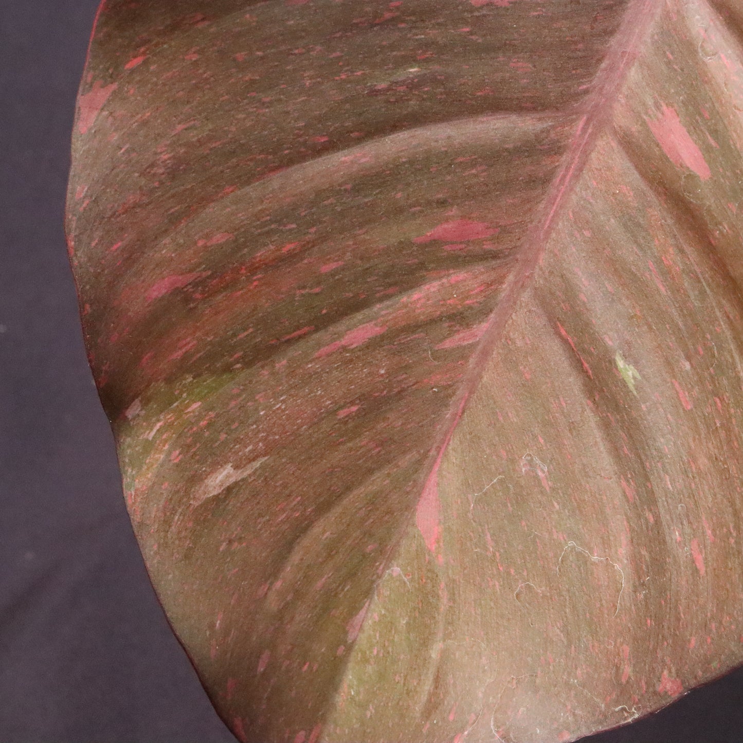 Variegated Philodendron Orange Princess