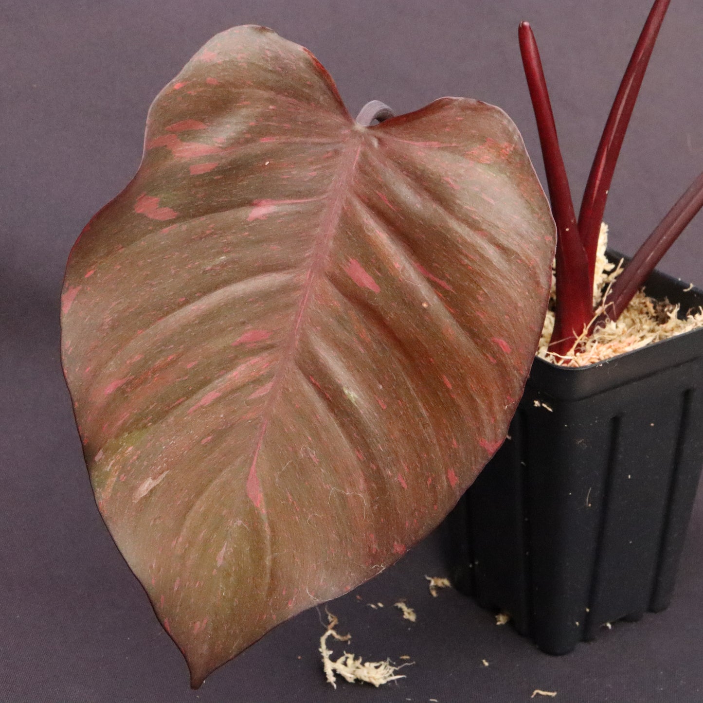 Variegated Philodendron Orange Princess