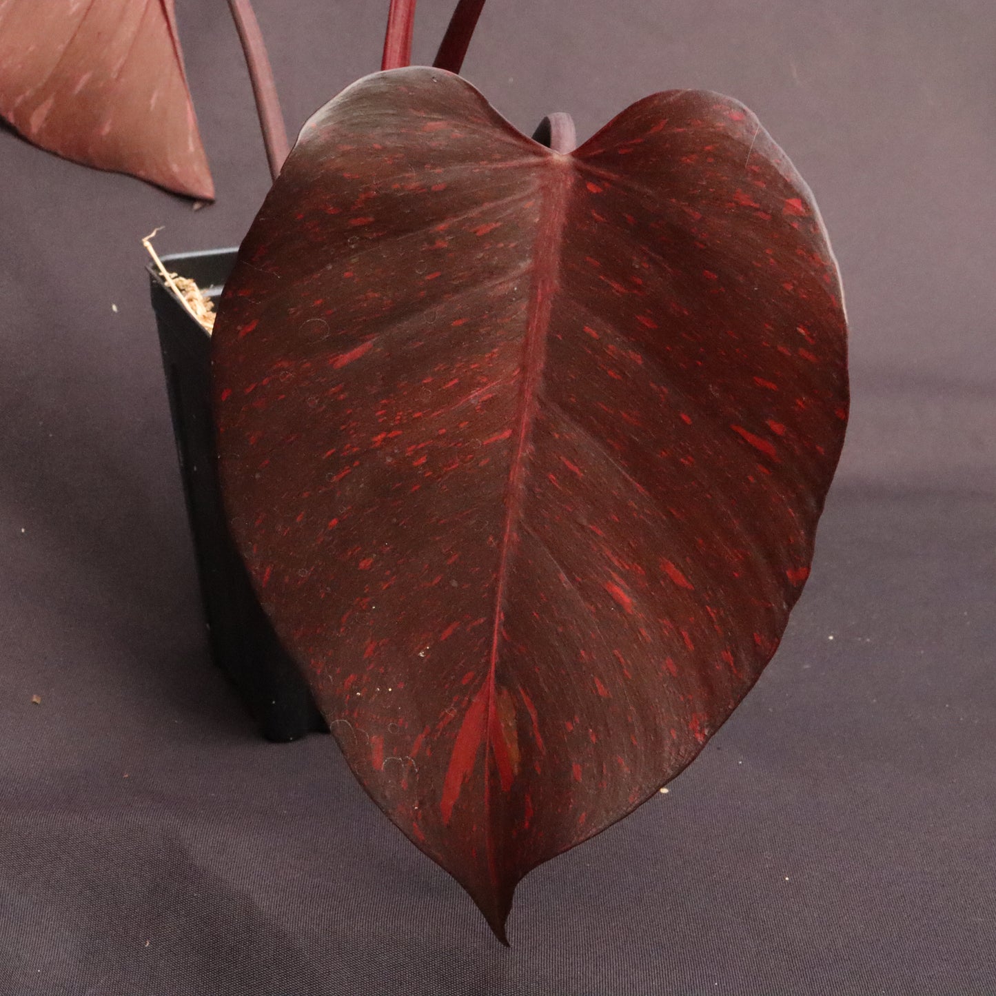 Variegated Philodendron Orange Princess