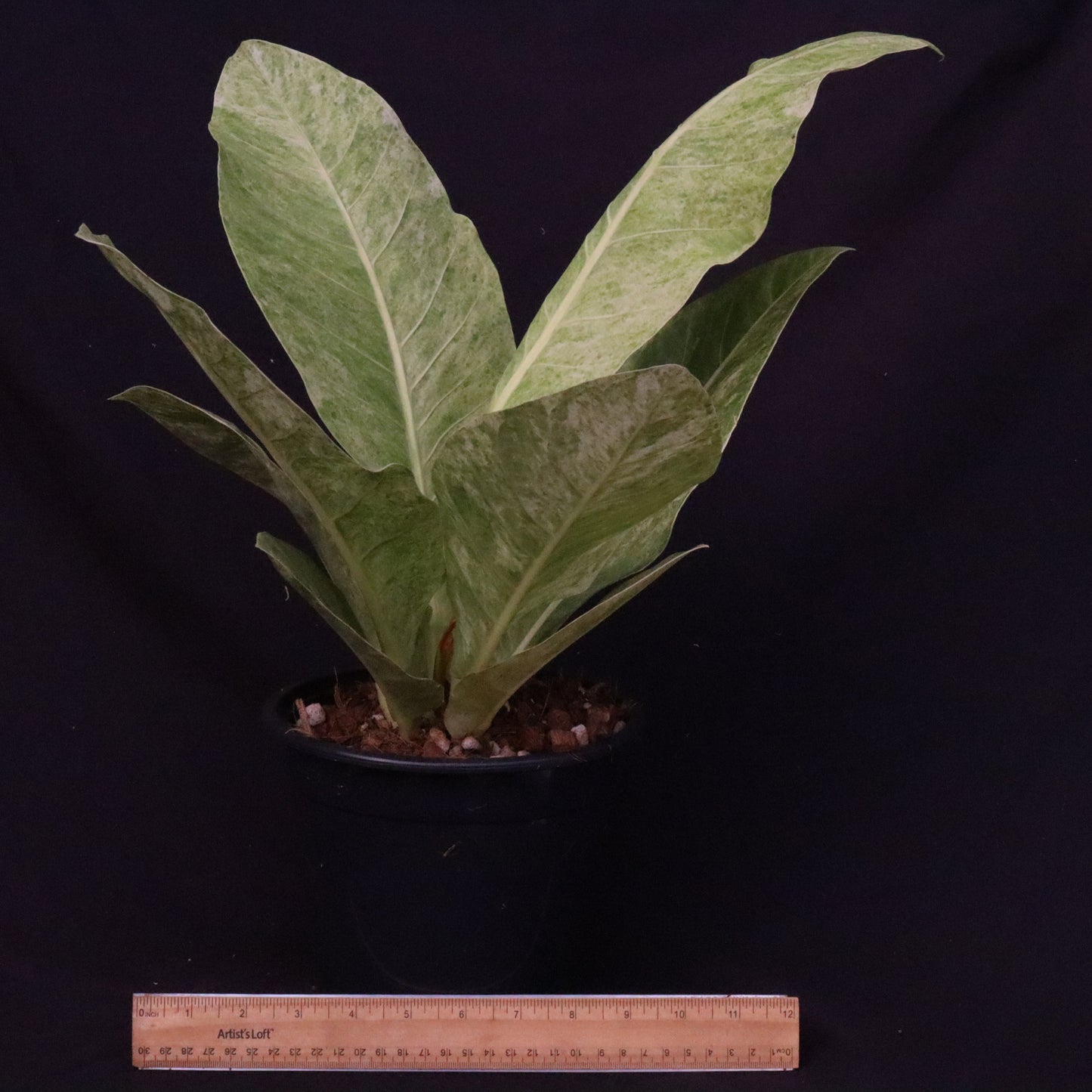 Variegated Anthurium Renaissance