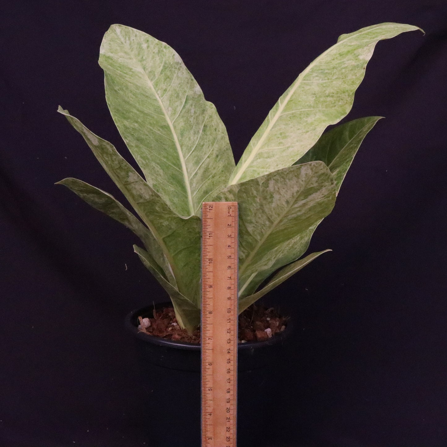 Variegated Anthurium Renaissance