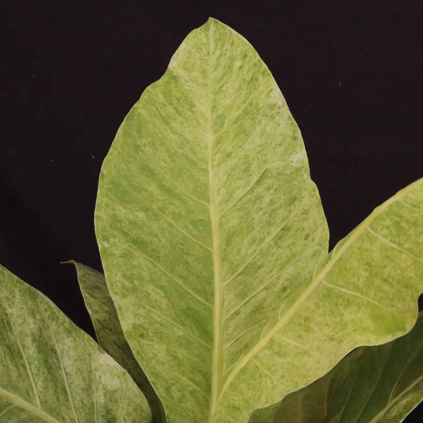 Variegated Anthurium Renaissance