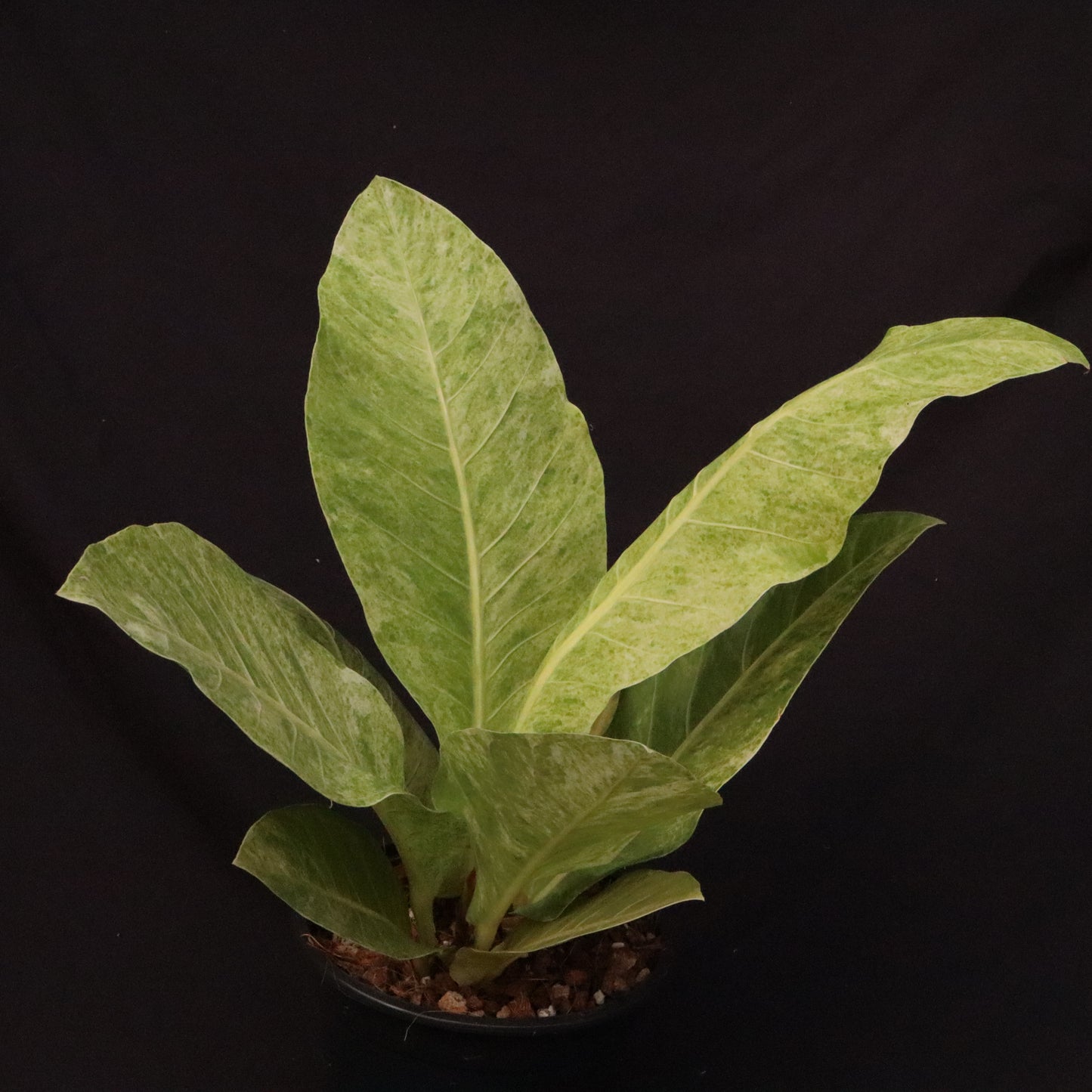 Variegated Anthurium Renaissance