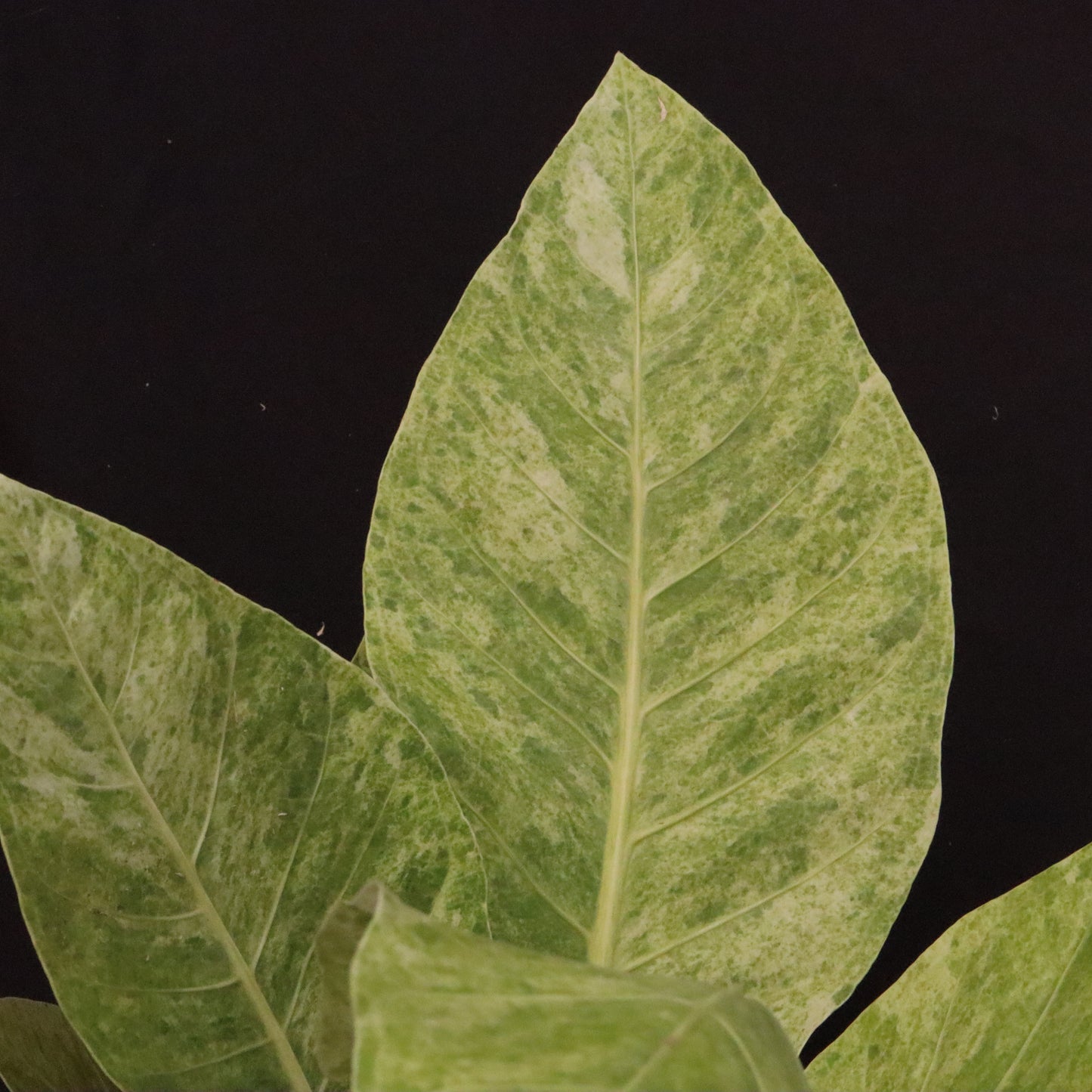 Variegated Anthurium Renaissance