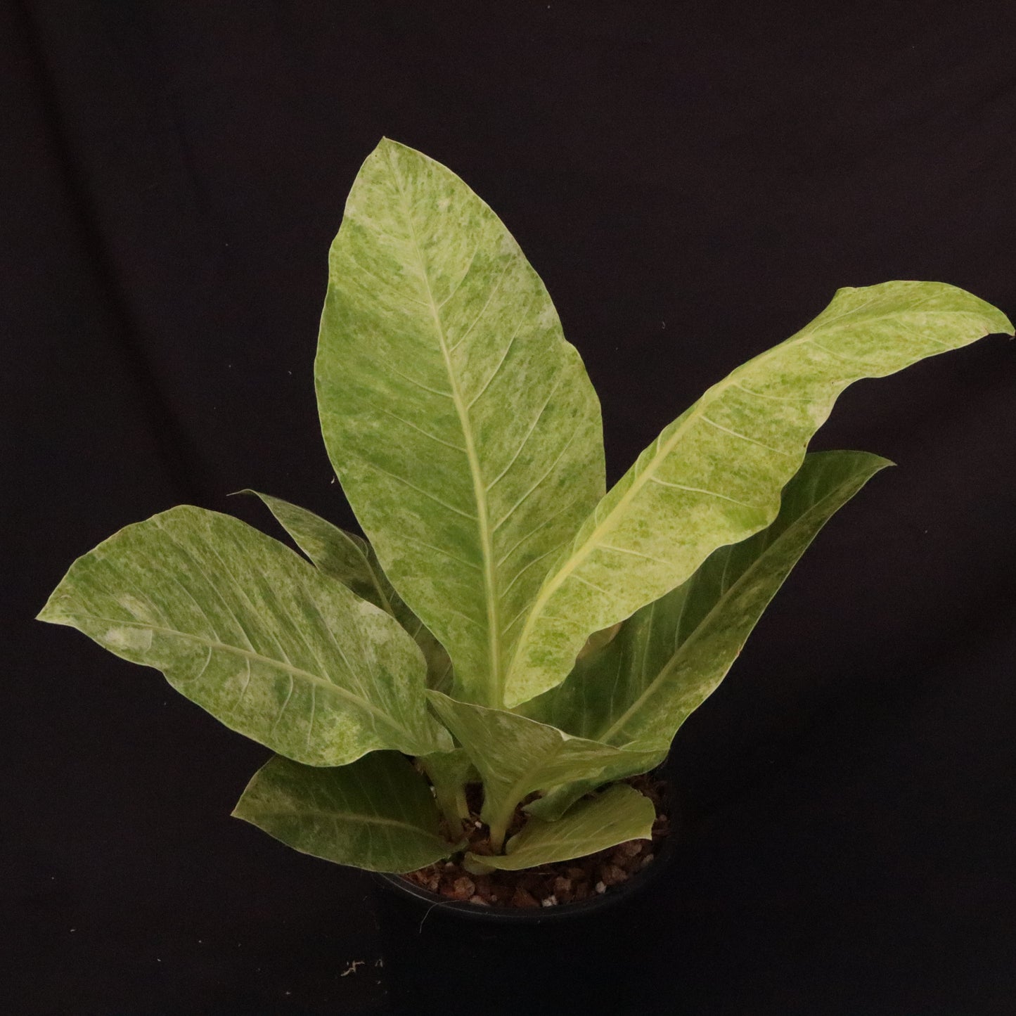 Variegated Anthurium Renaissance