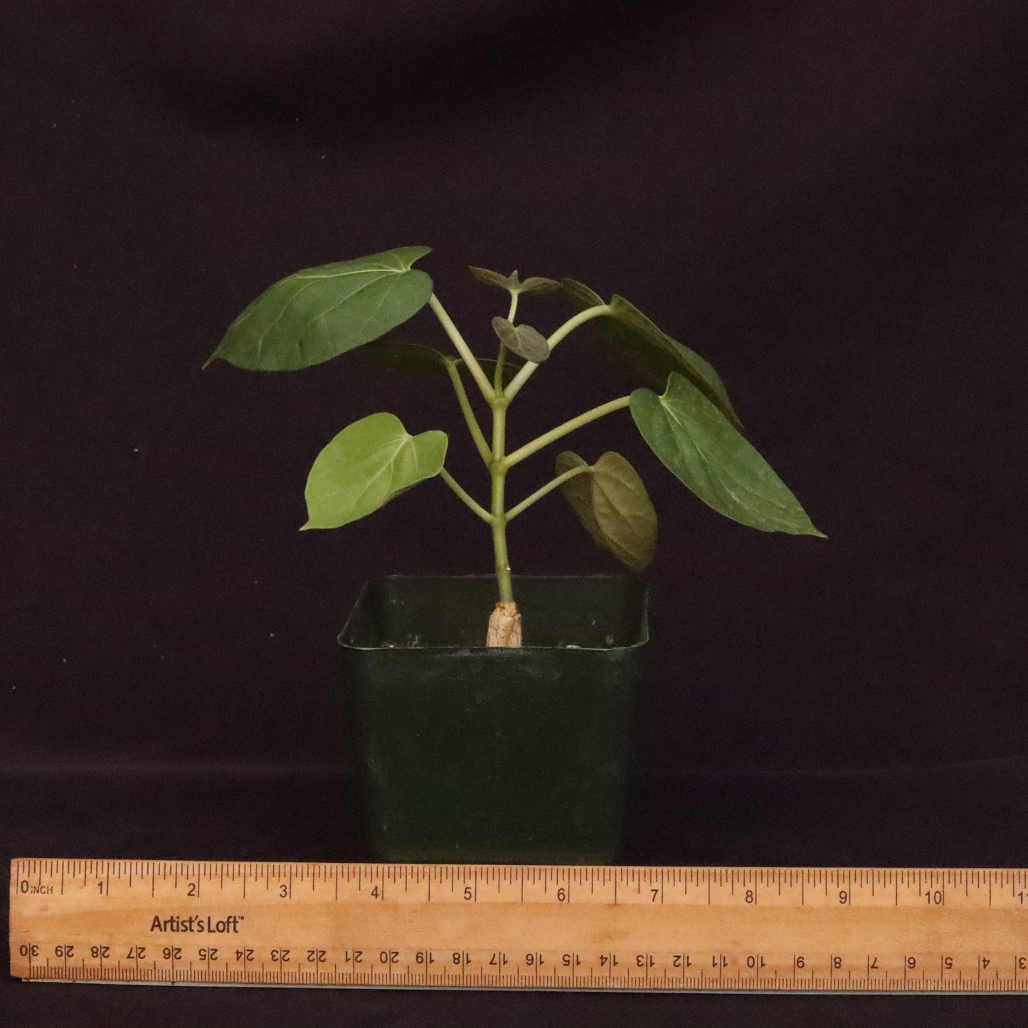 Matelea Cyclophylla - Grower's Choice