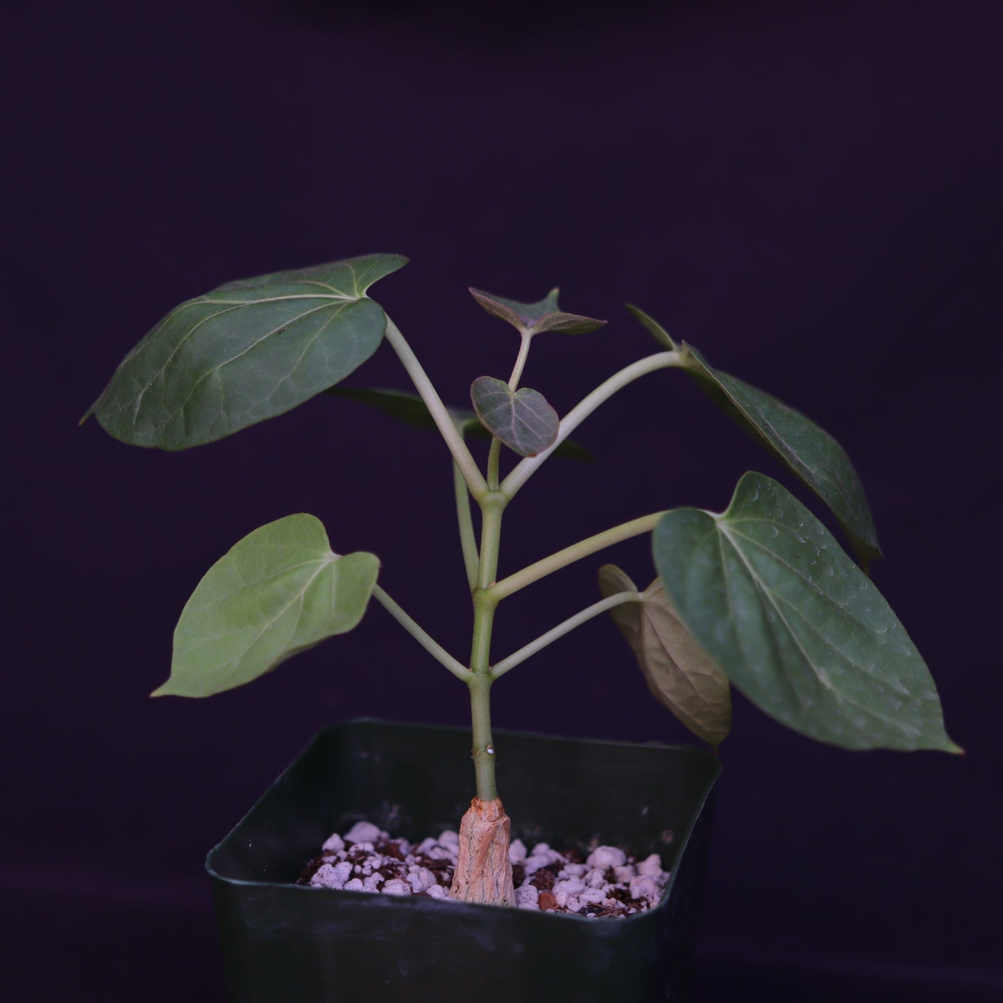 Matelea Cyclophylla - Grower's Choice