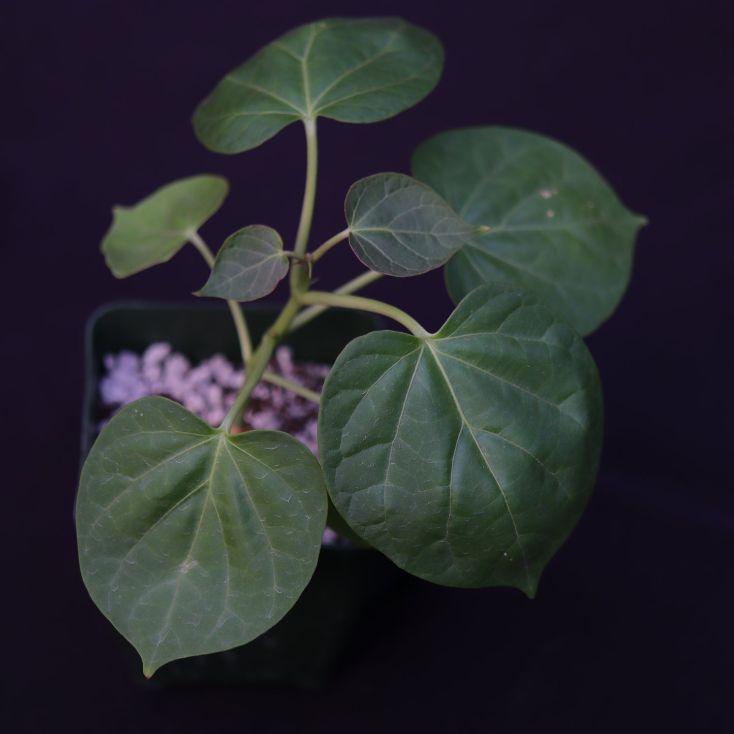 Matelea Cyclophylla - Grower's Choice