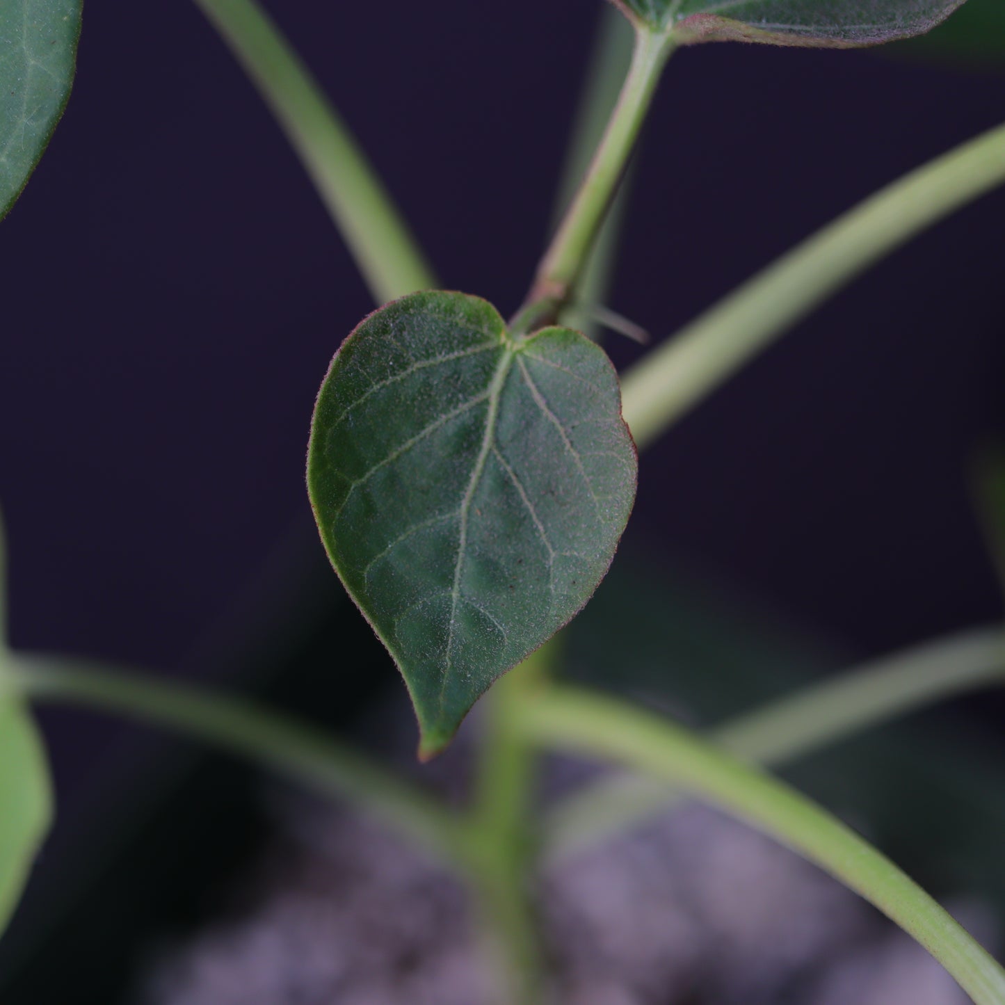 Matelea Cyclophylla - Grower's Choice
