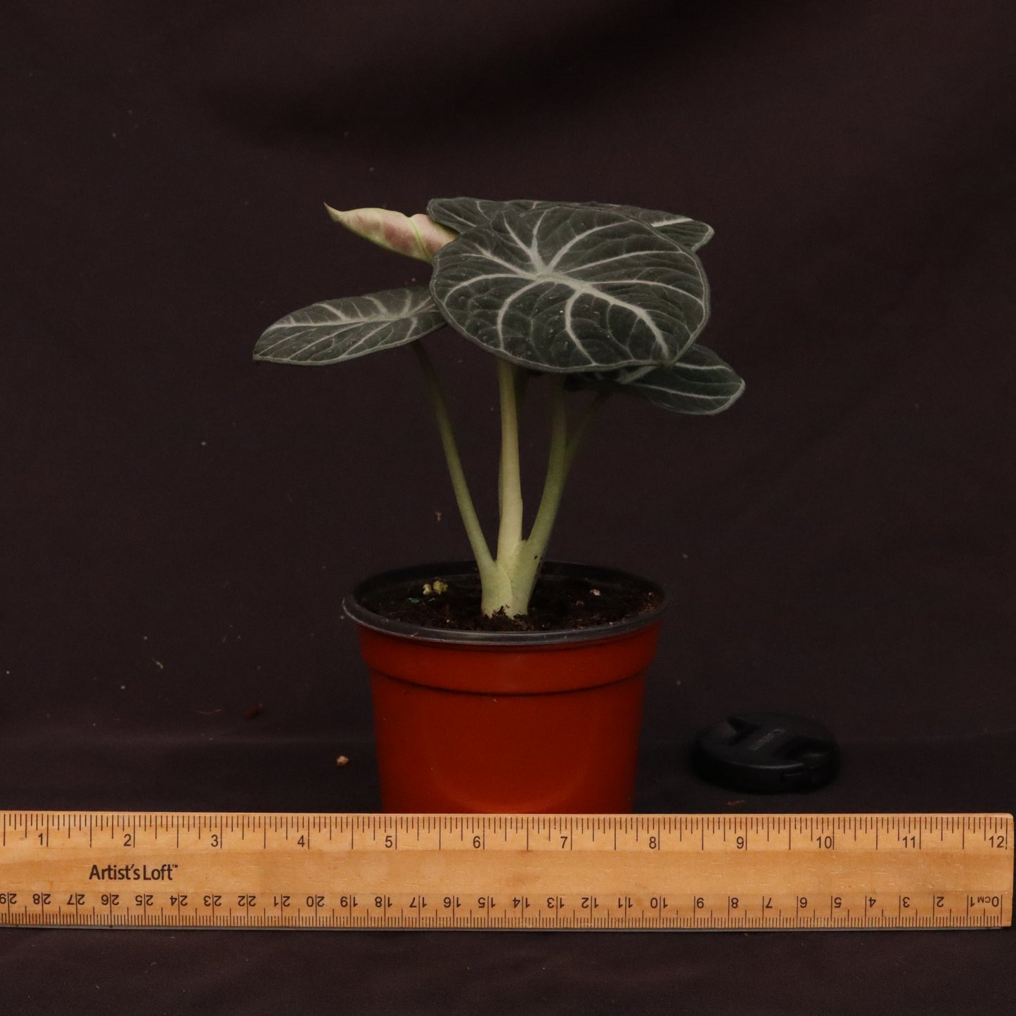 Alocasia Ninja - Grower's Choice