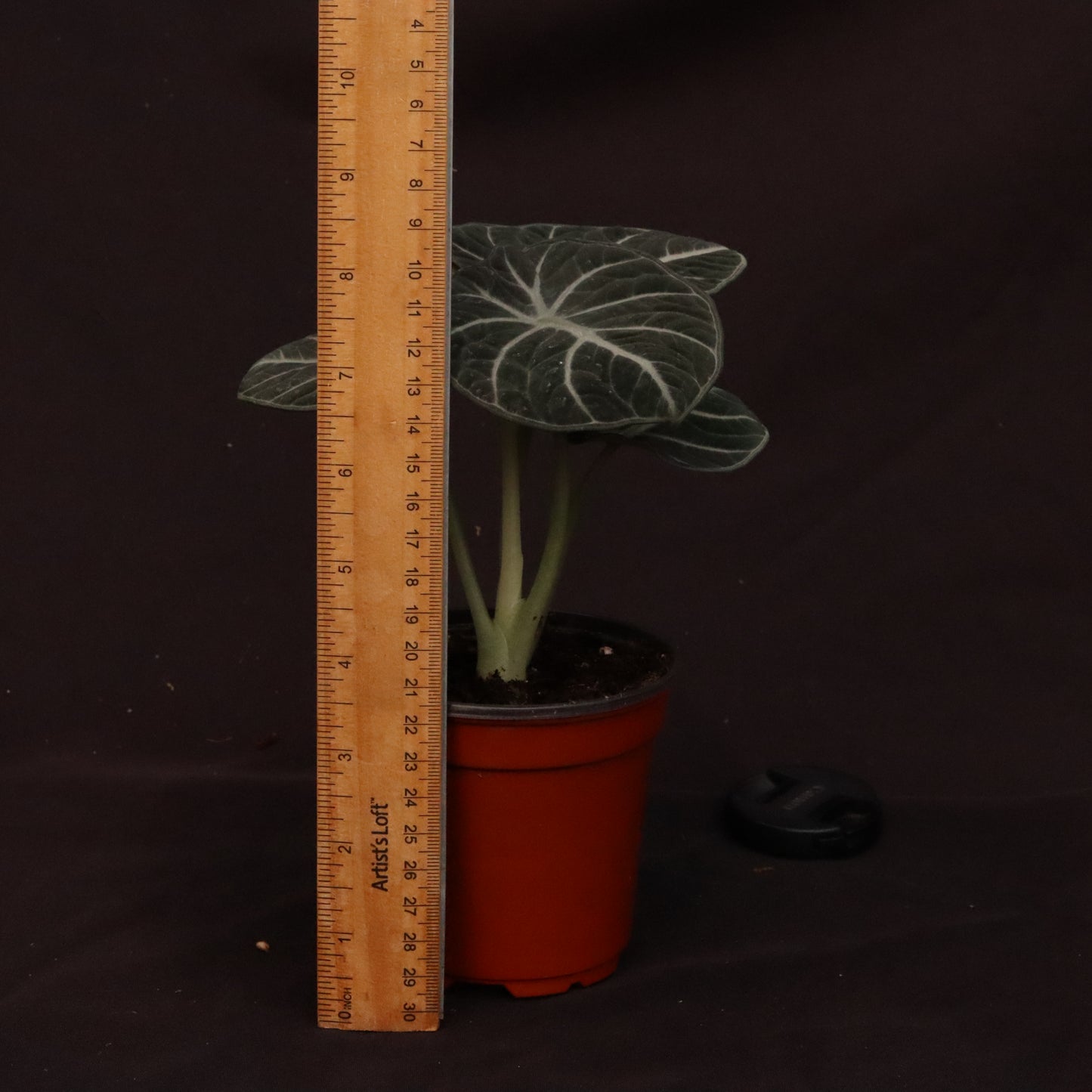 Alocasia Ninja - Grower's Choice