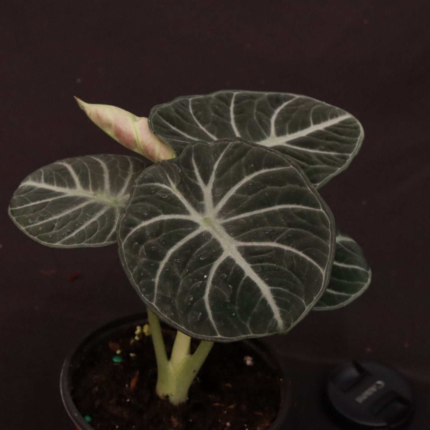 Alocasia Ninja - Grower's Choice
