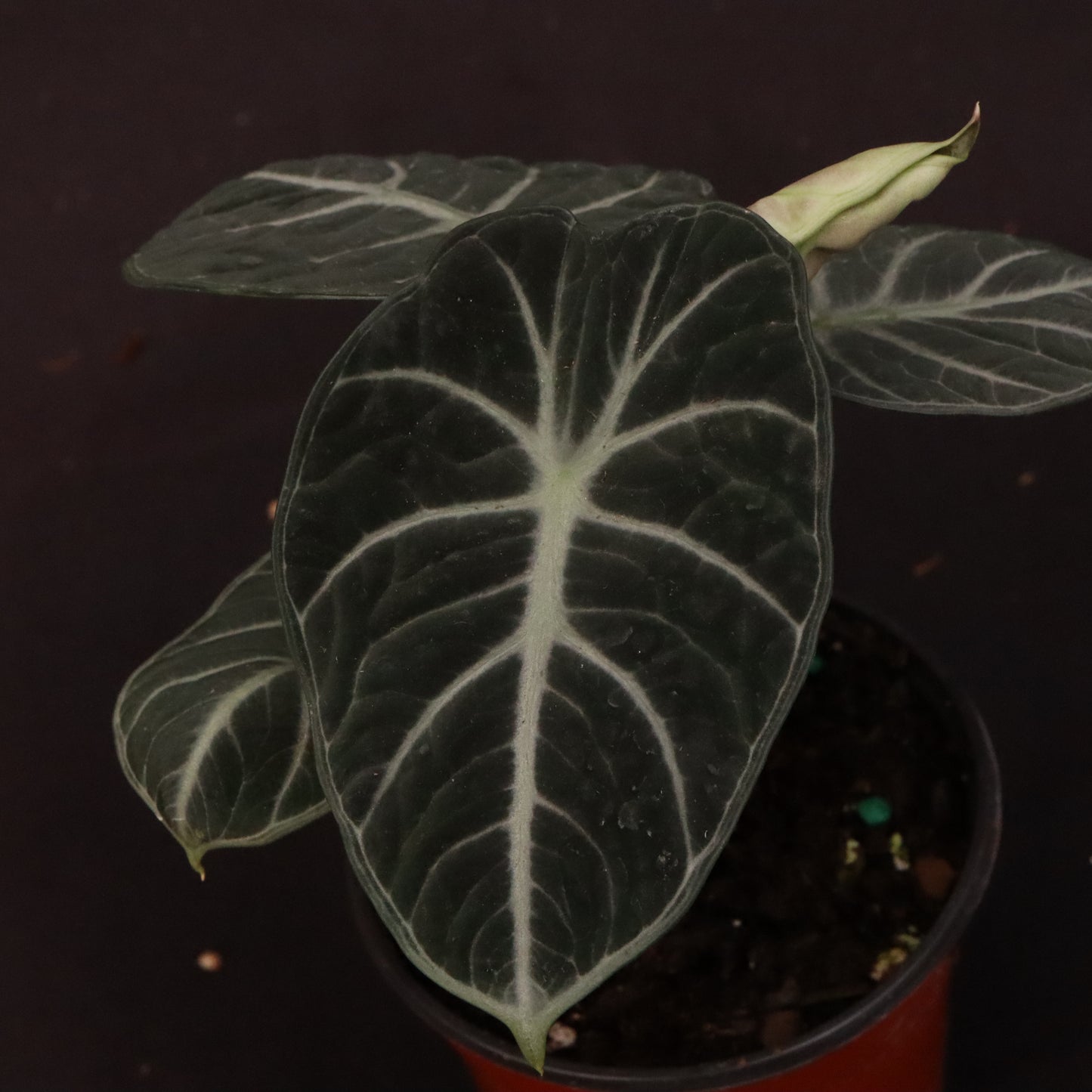 Alocasia Ninja - Grower's Choice