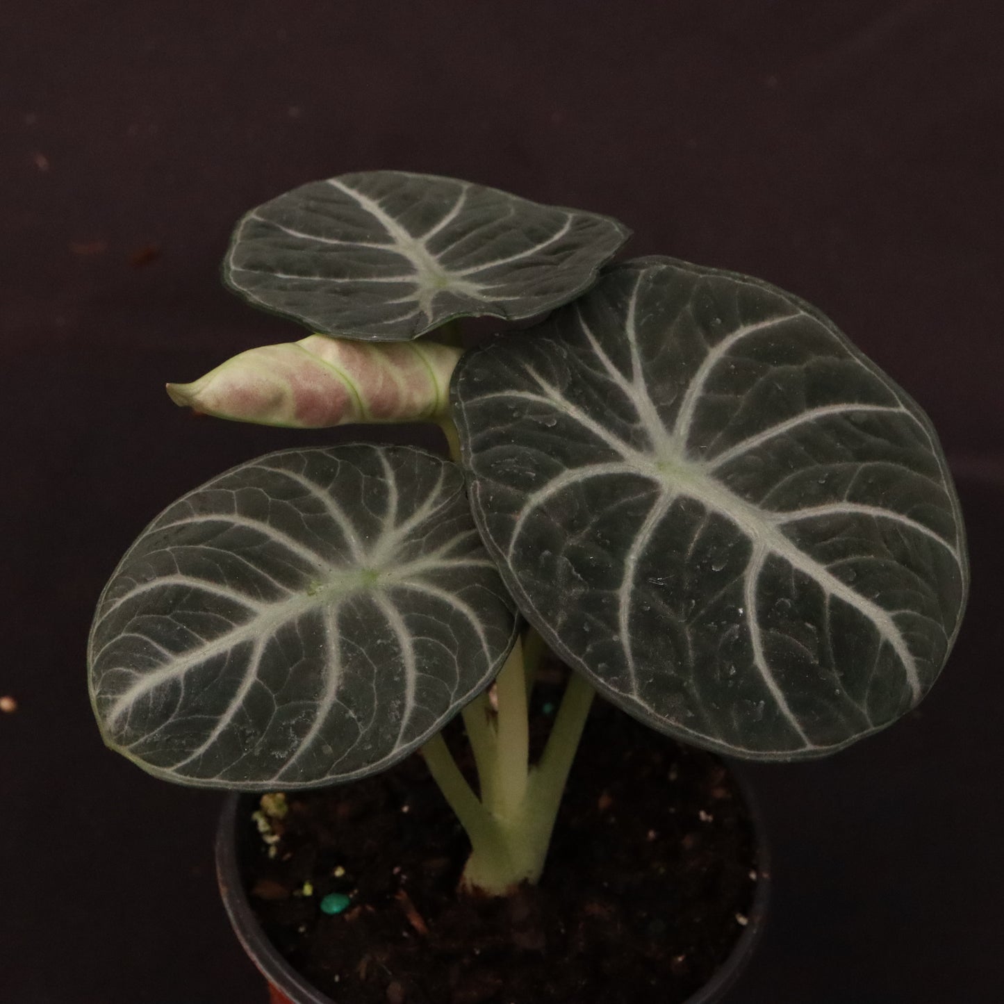 Alocasia Ninja - Grower's Choice