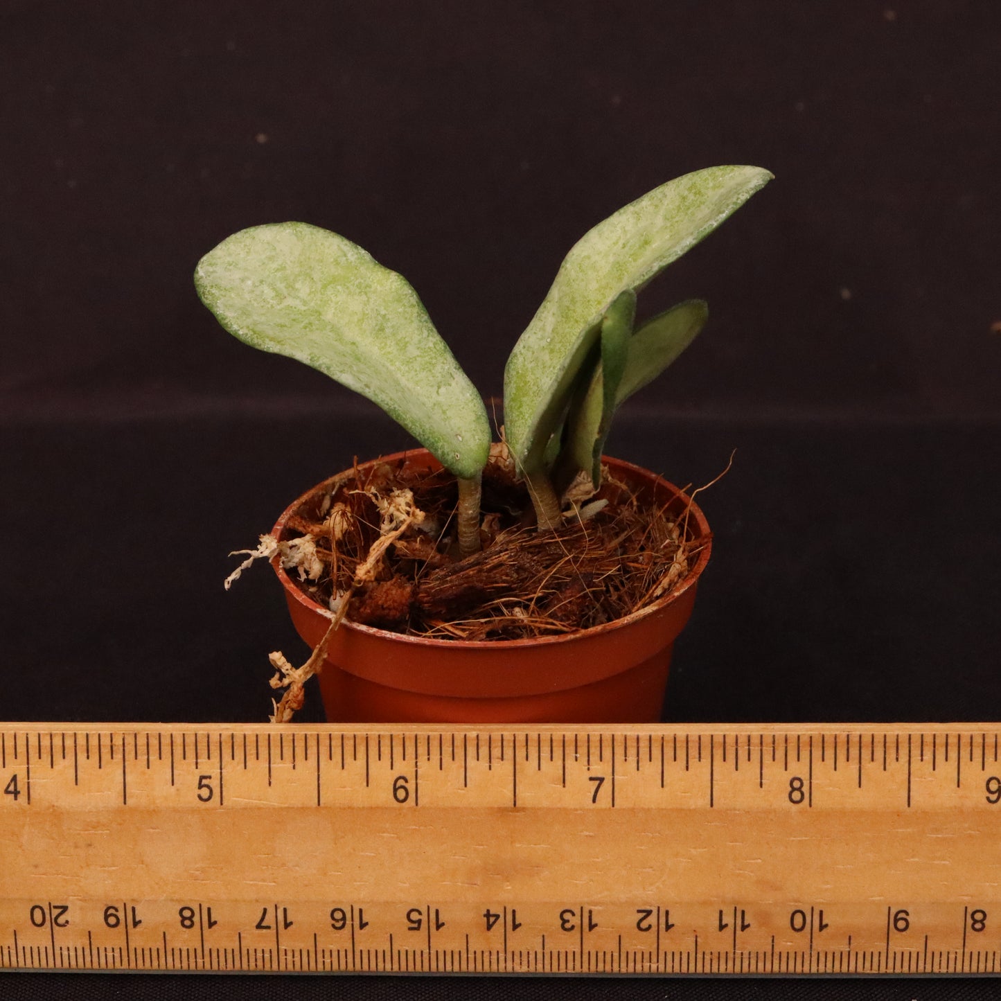 Hoya Nova Ghost - A