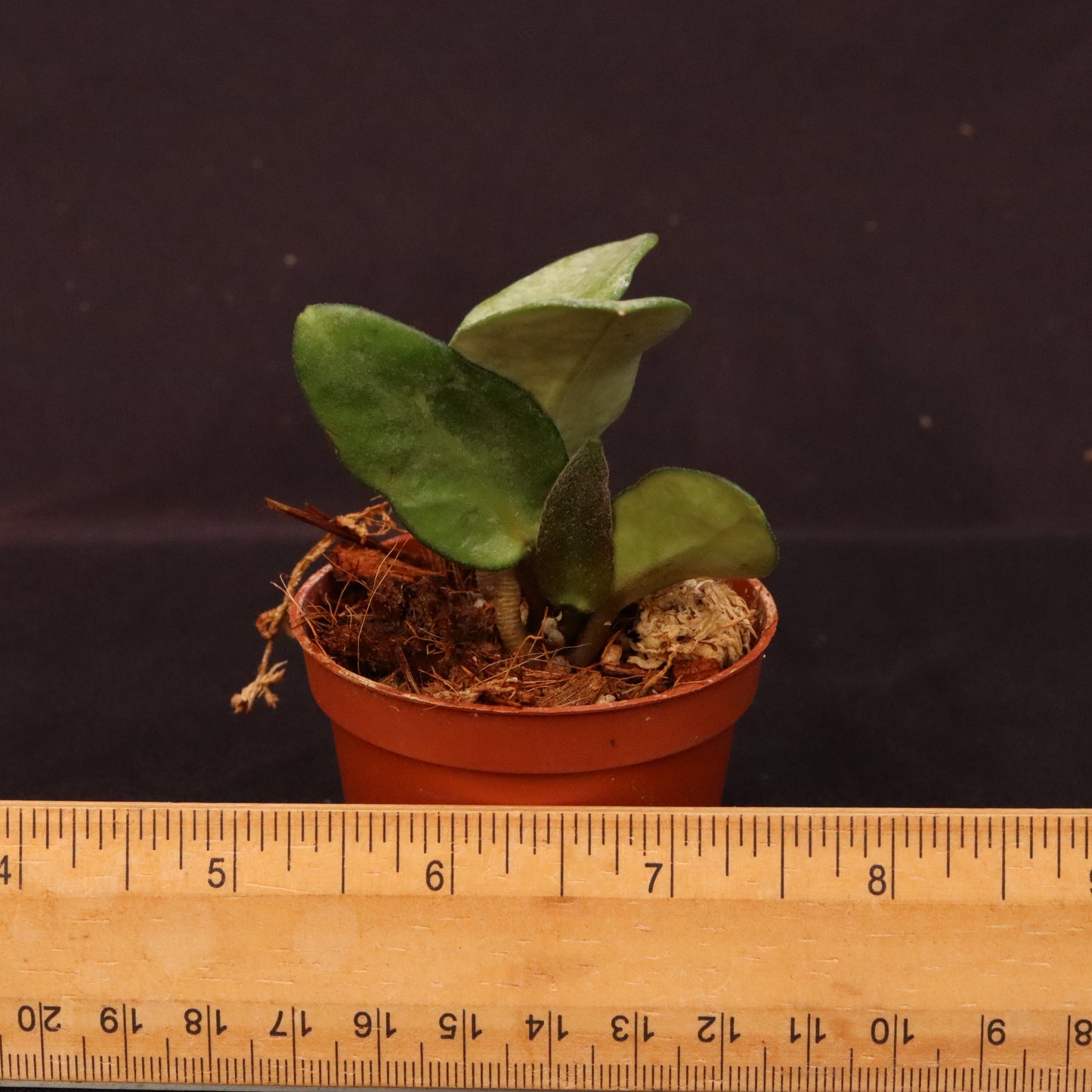 Hoya Nova Ghost - A