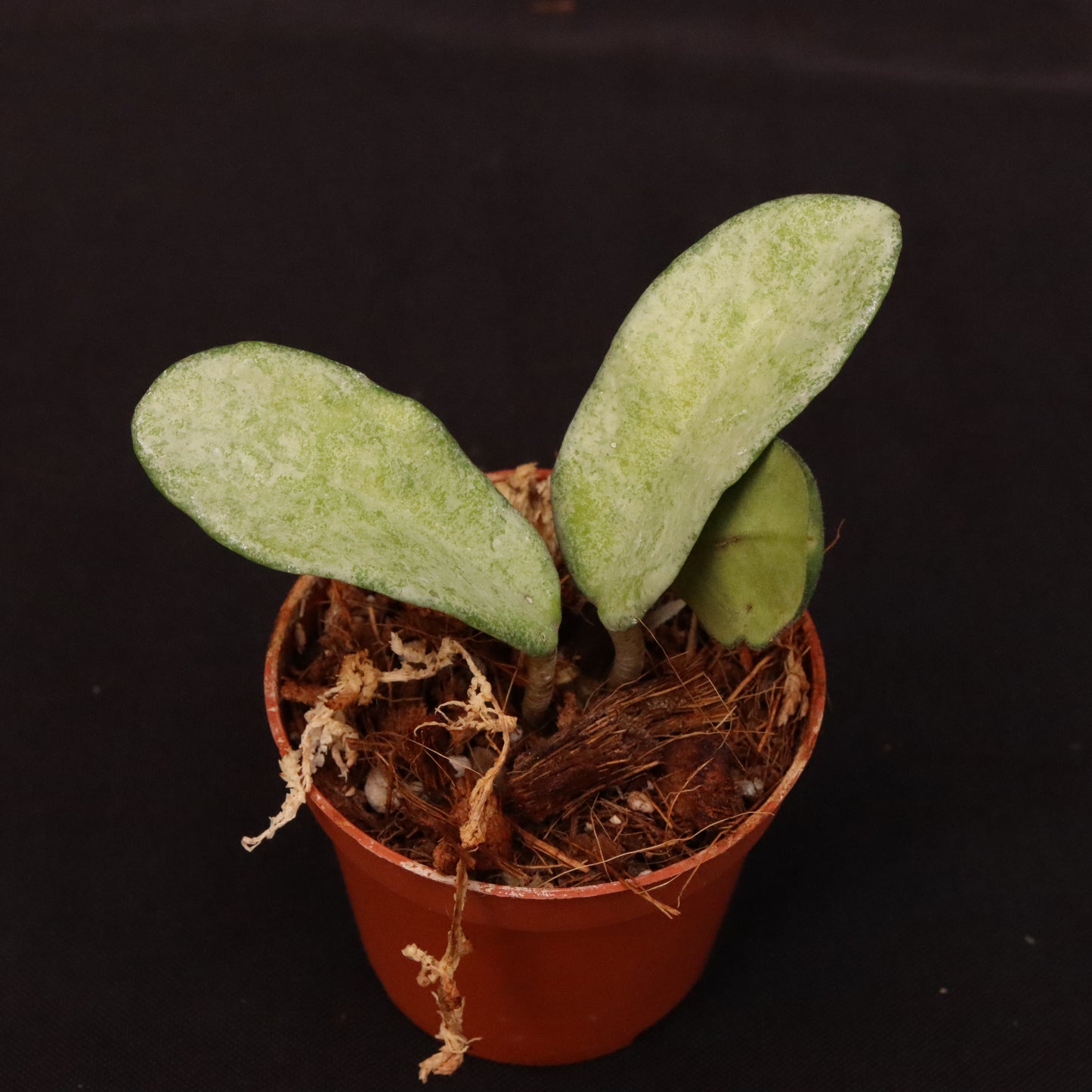 Hoya Nova Ghost - A