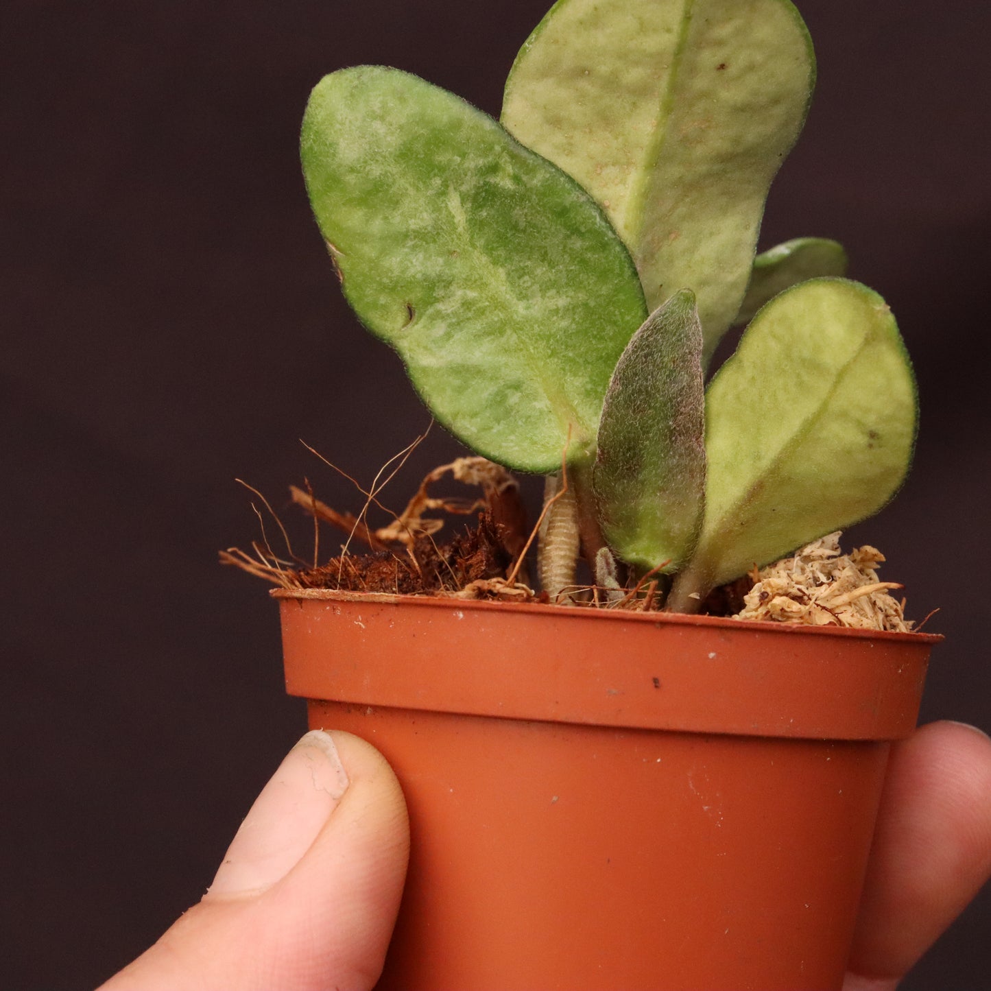 Hoya Nova Ghost - A