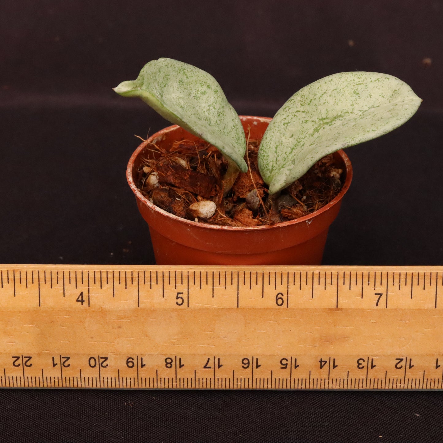 Hoya Nova Ghost - B