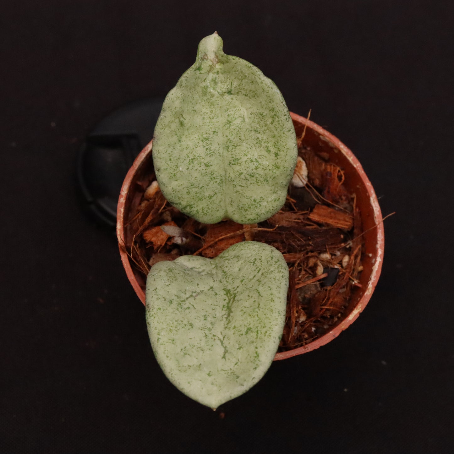 Hoya Nova Ghost - B