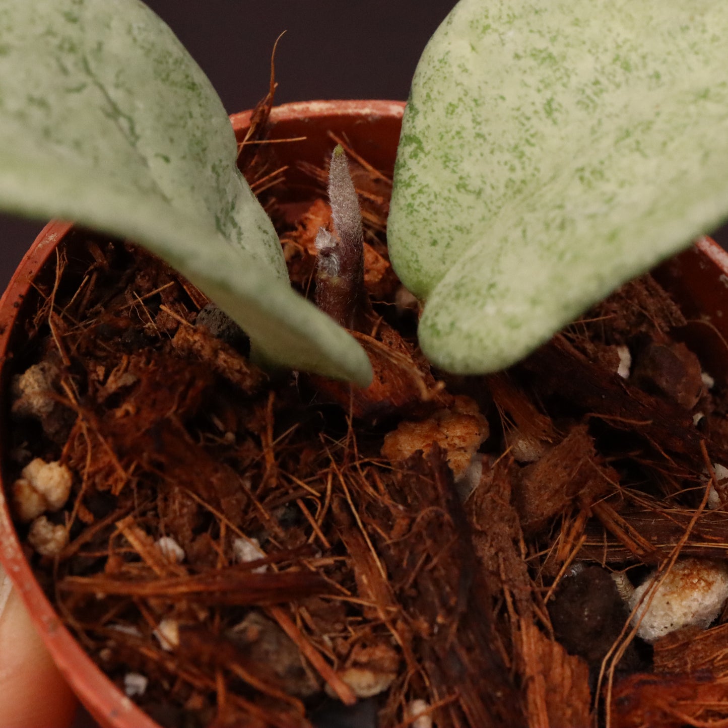 Hoya Nova Ghost - B