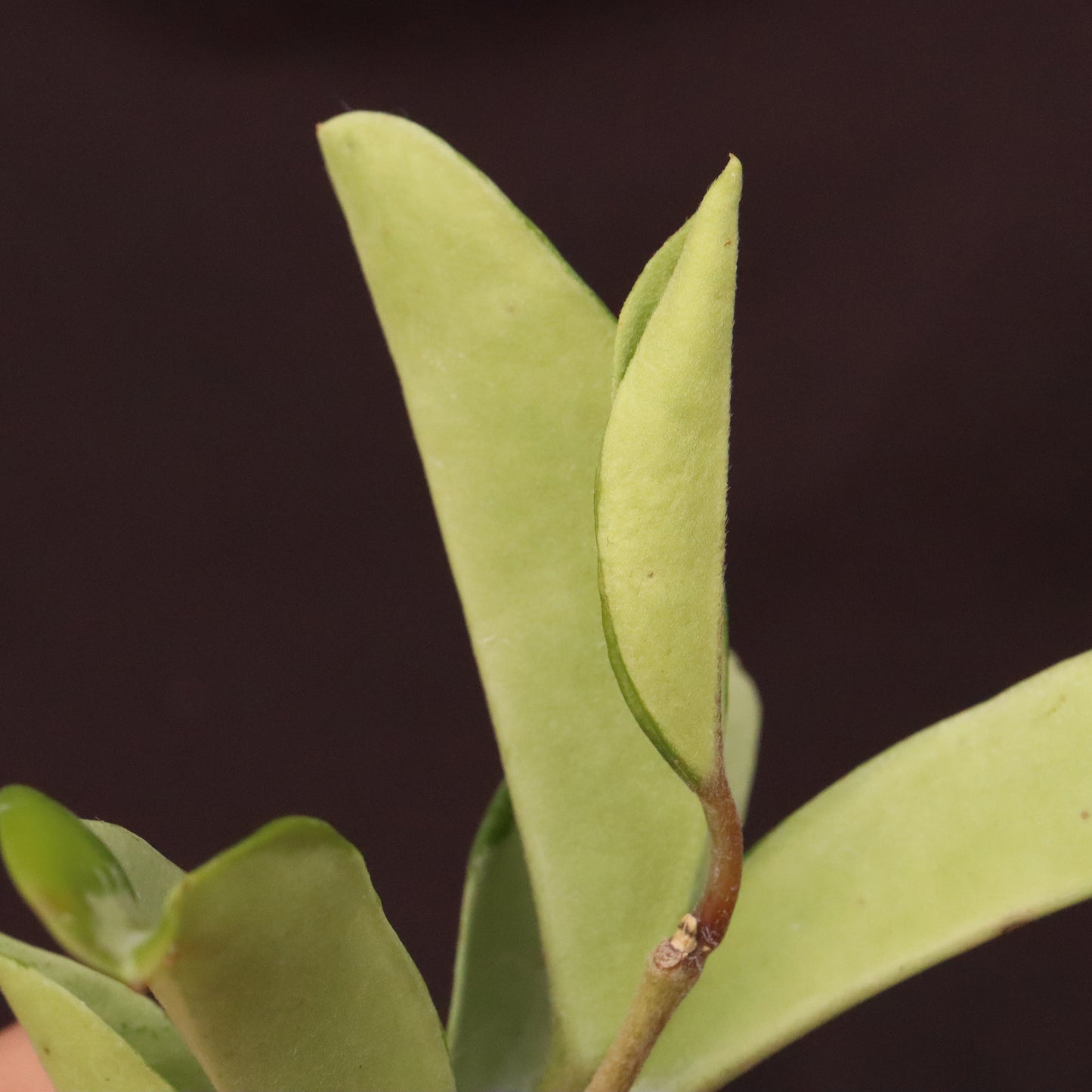 Hoya AH-074 'Silver Moon'