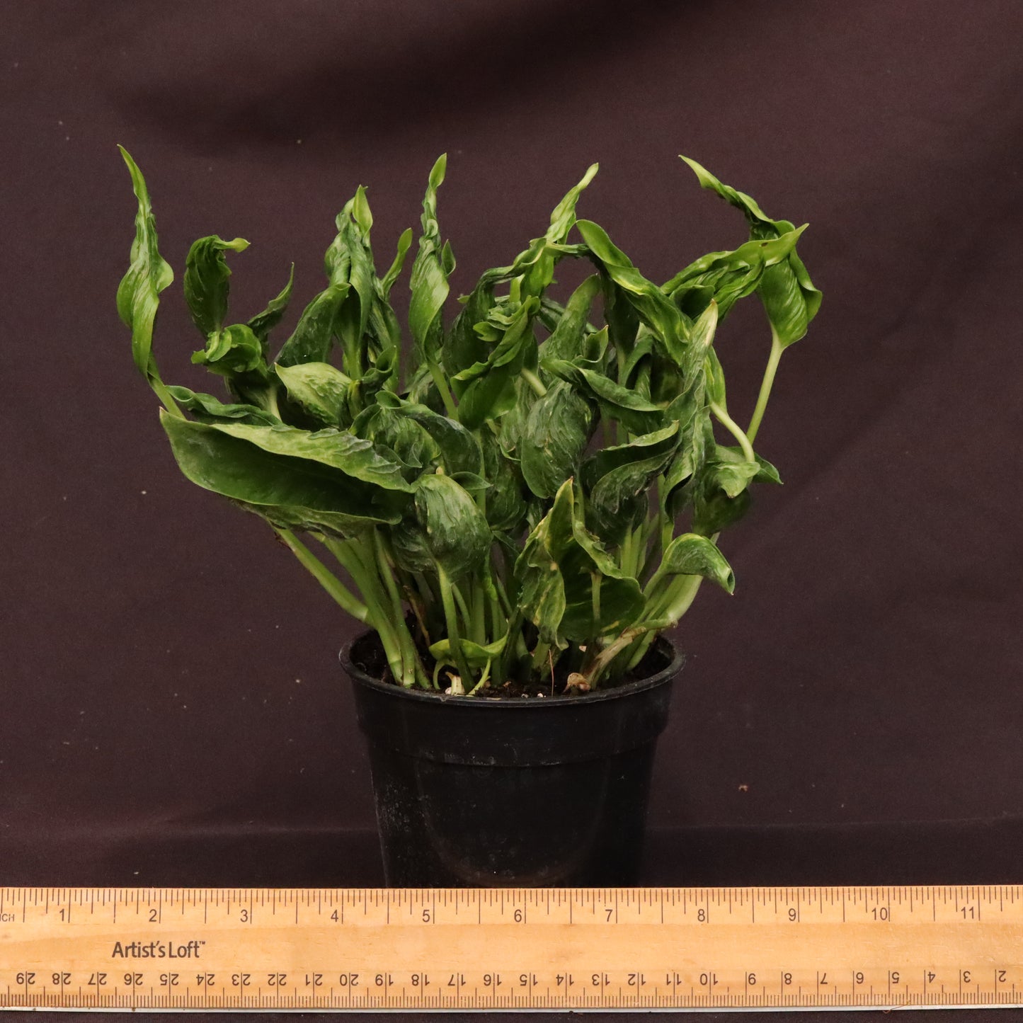 Epipremnum Shangri-La - Grower's Choice